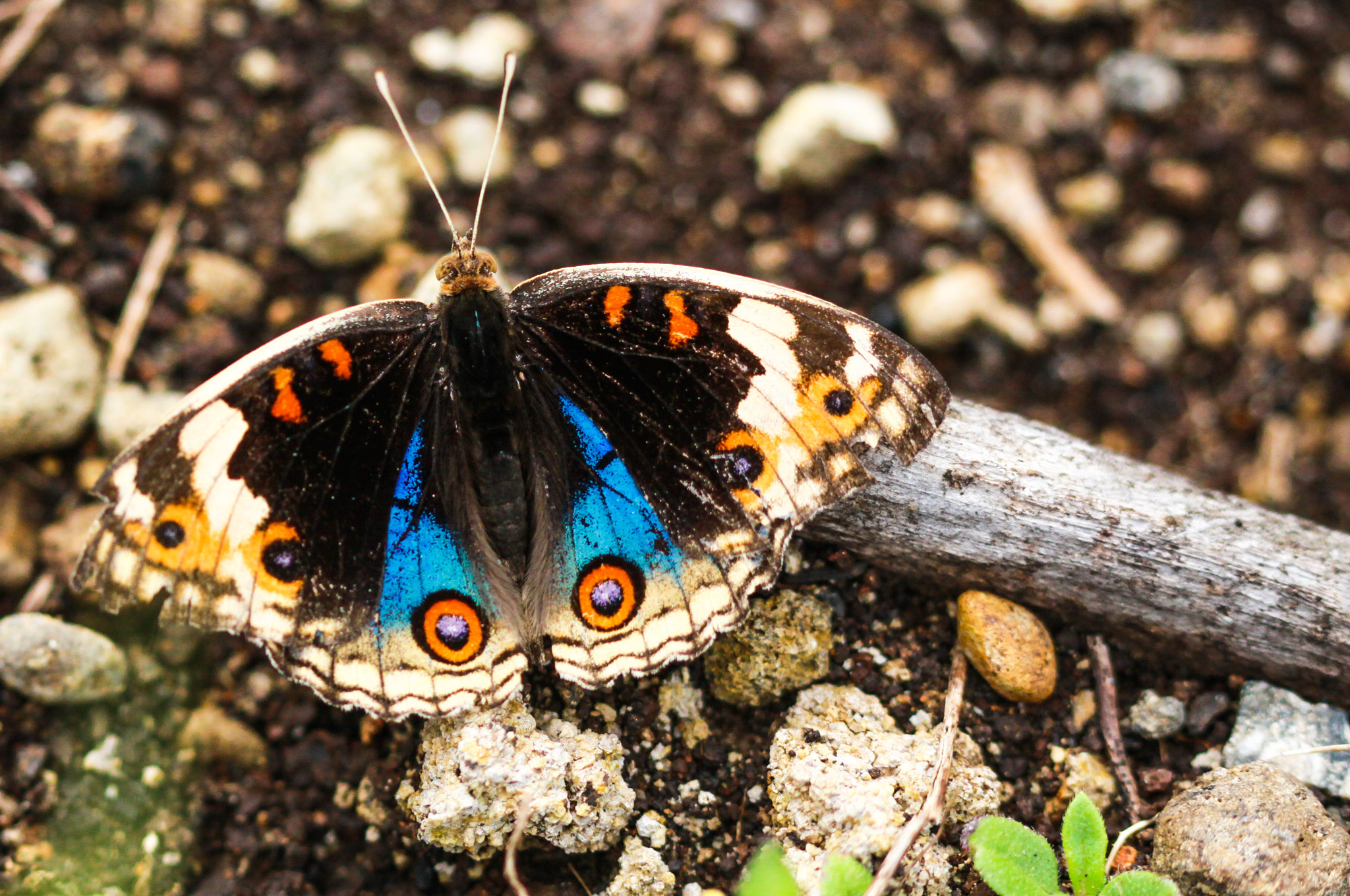 Canon EOS 50D + Canon EF 100mm F2.8 Macro USM sample photo. Blended photography