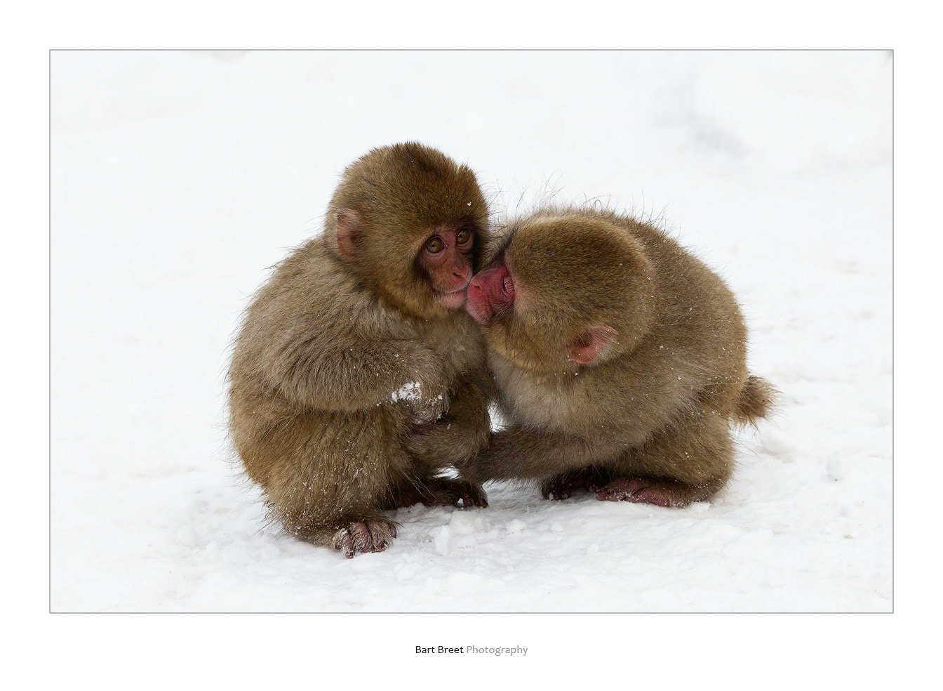 Canon EOS-1D Mark IV + Canon EF 70-200mm F4L IS USM sample photo. Baby japanese macaques photography