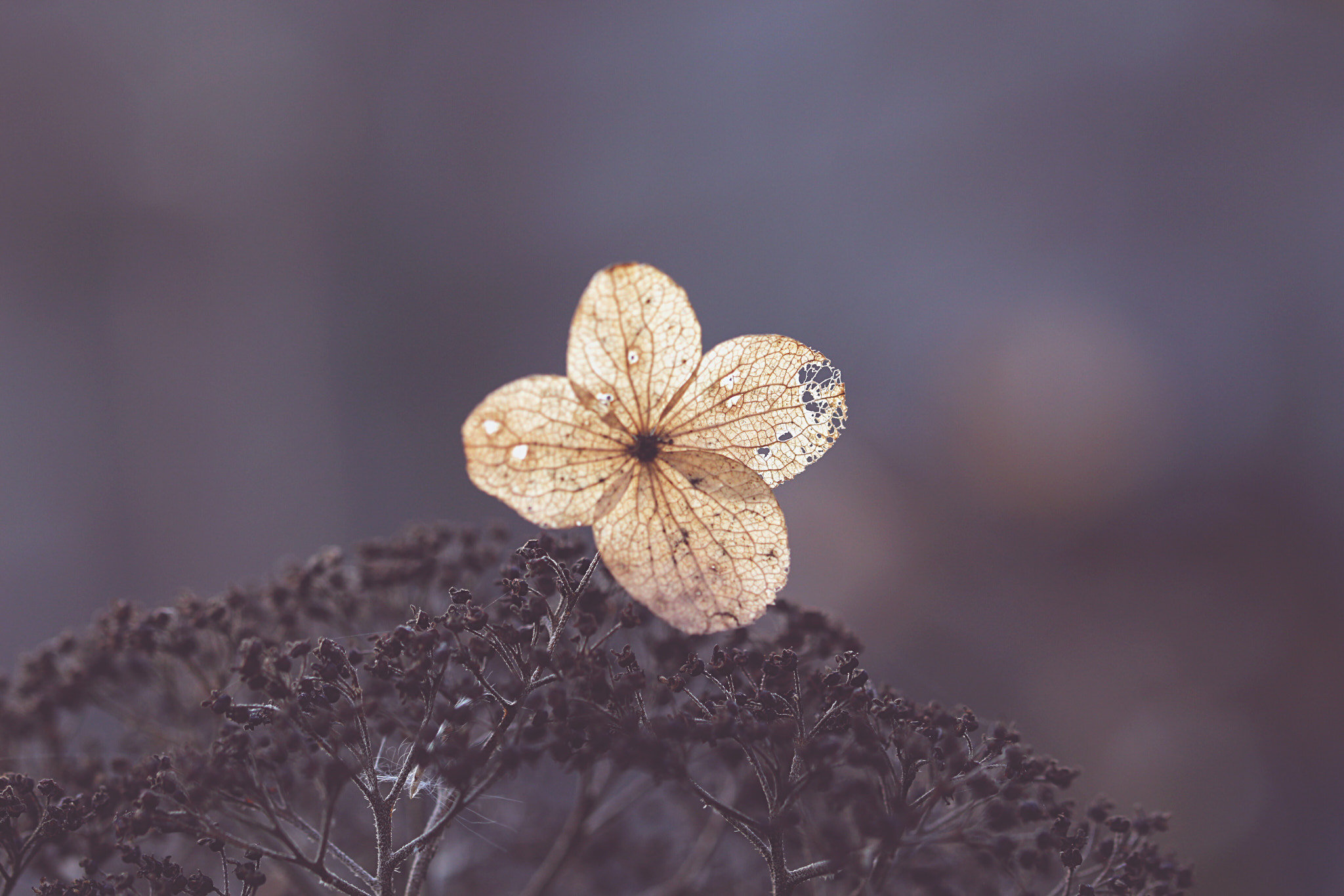 Canon EF 100mm F2.8L Macro IS USM sample photo. Echoes of summer photography