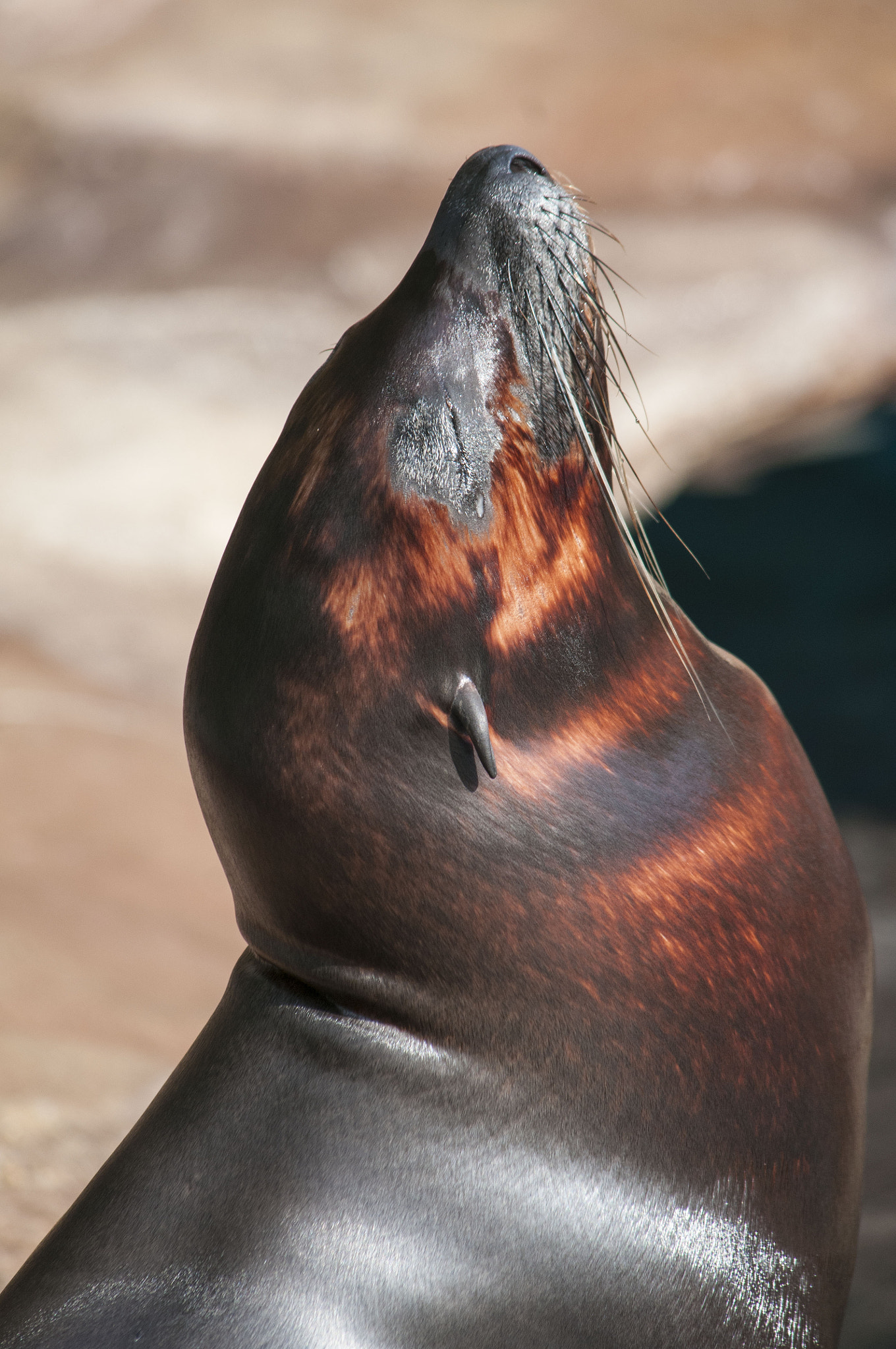 Nikon D300 sample photo. Snobby sealion photography