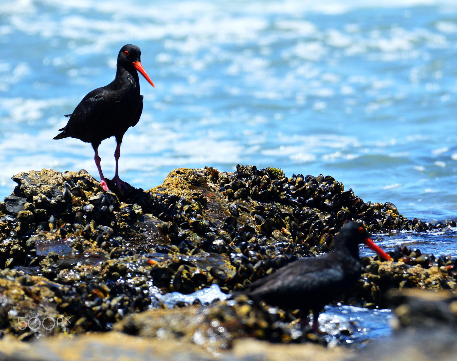 Nikon D3200 + Tamron SP 150-600mm F5-6.3 Di VC USD sample photo. Black oystercatcher in food paradise photography
