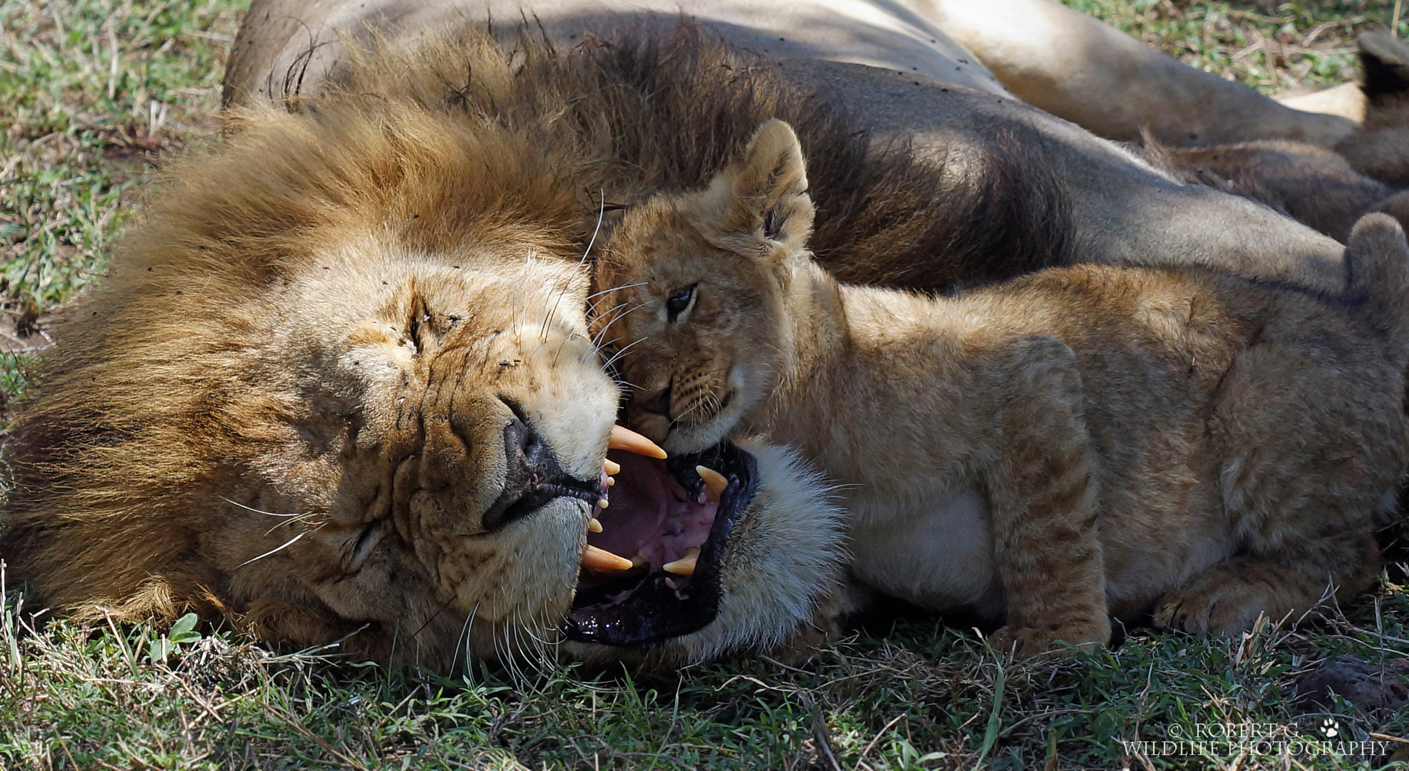 Sony SLT-A77 sample photo. Father love  masai mara photography