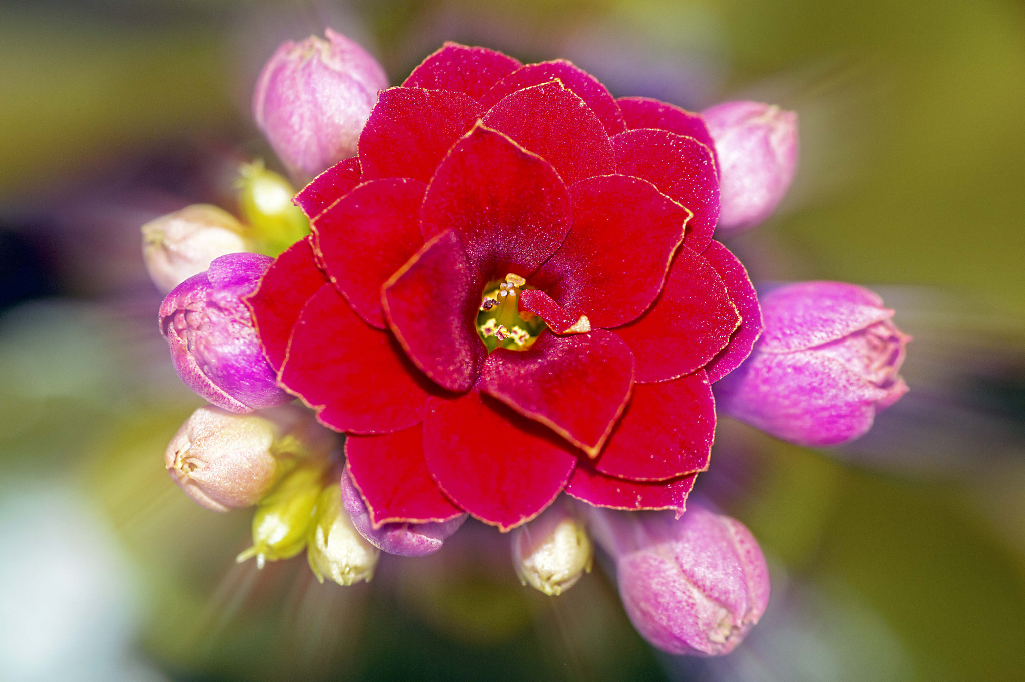 Nikon D3200 sample photo. Сияние photography