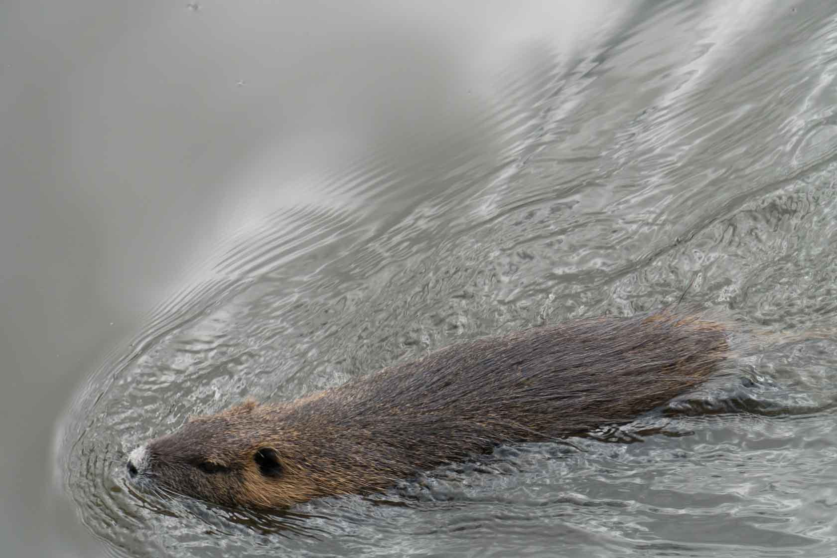Sony E 18-200mm F3.5-6.3 OSS sample photo. Beaver rat, myocastor coypus, france photography