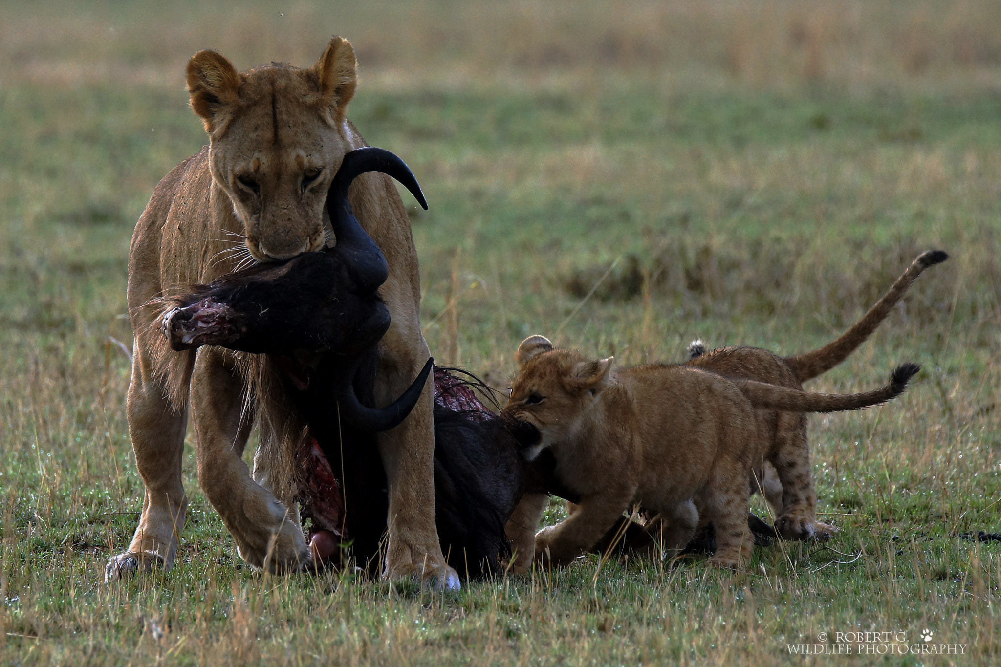 Sony SLT-A77 + Tamron SP 150-600mm F5-6.3 Di VC USD sample photo. Female lion with cubs  masai mara 2016 photography