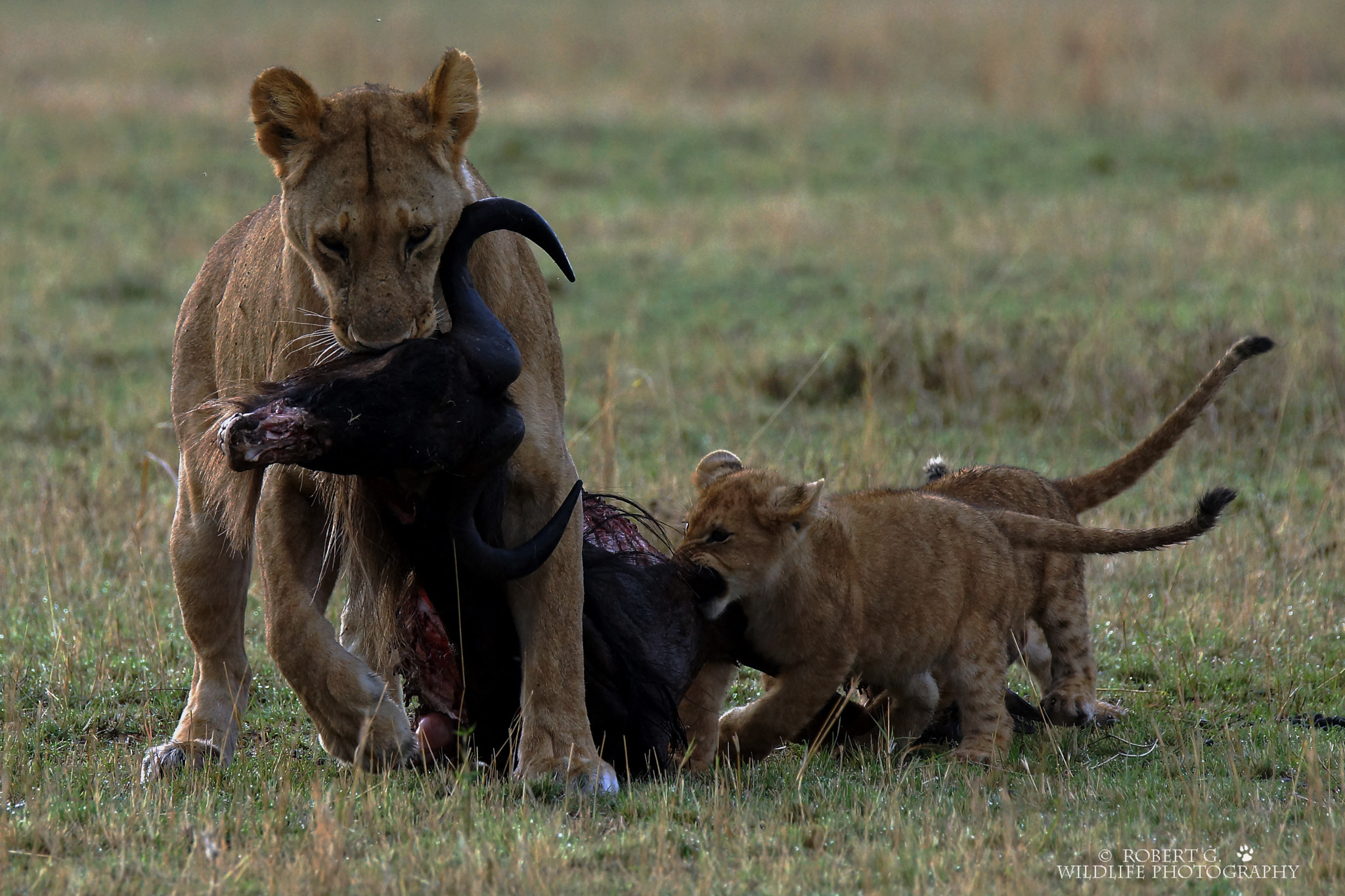 Sony SLT-A77 + Tamron SP 150-600mm F5-6.3 Di VC USD sample photo. Female lion with cubs  masai mara 2016 photography