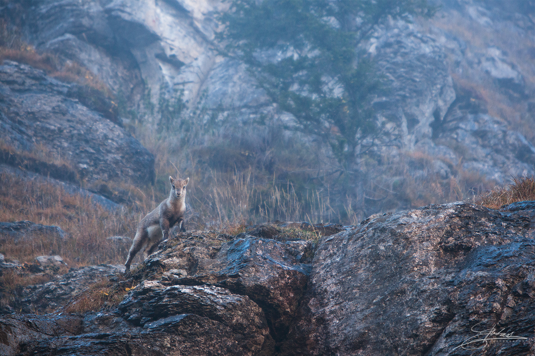 Canon EOS 5D Mark II + Canon EF 70-200mm F2.8L IS USM sample photo. Petit prince photography