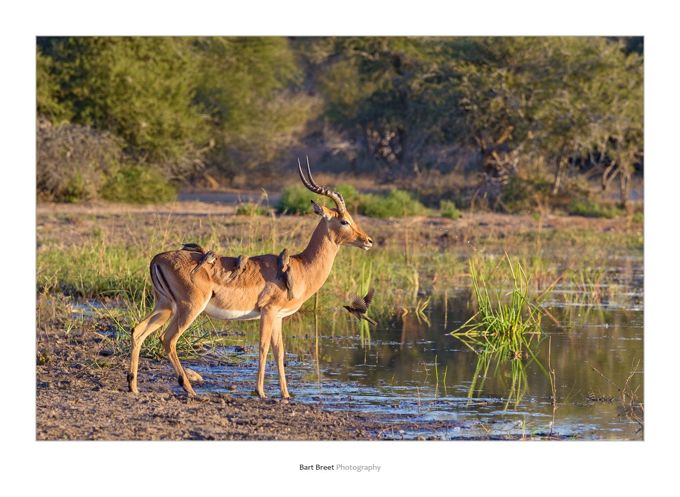 Canon EOS-1D Mark IV + Canon EF 70-200mm F4L IS USM sample photo. Impala ram with red billed oxpeckers photography