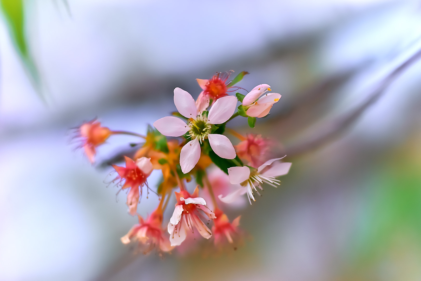 Sony a7 + 135mm F2.8[T4.5] STF sample photo. 2017 winter cherry photography