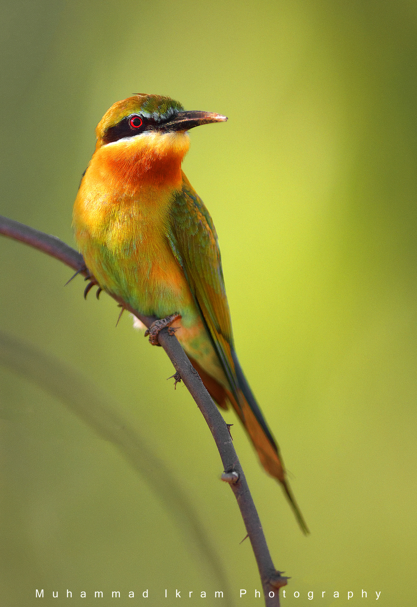 EF400mm f/2.8L II USM sample photo. Blue tailed bee eater photography