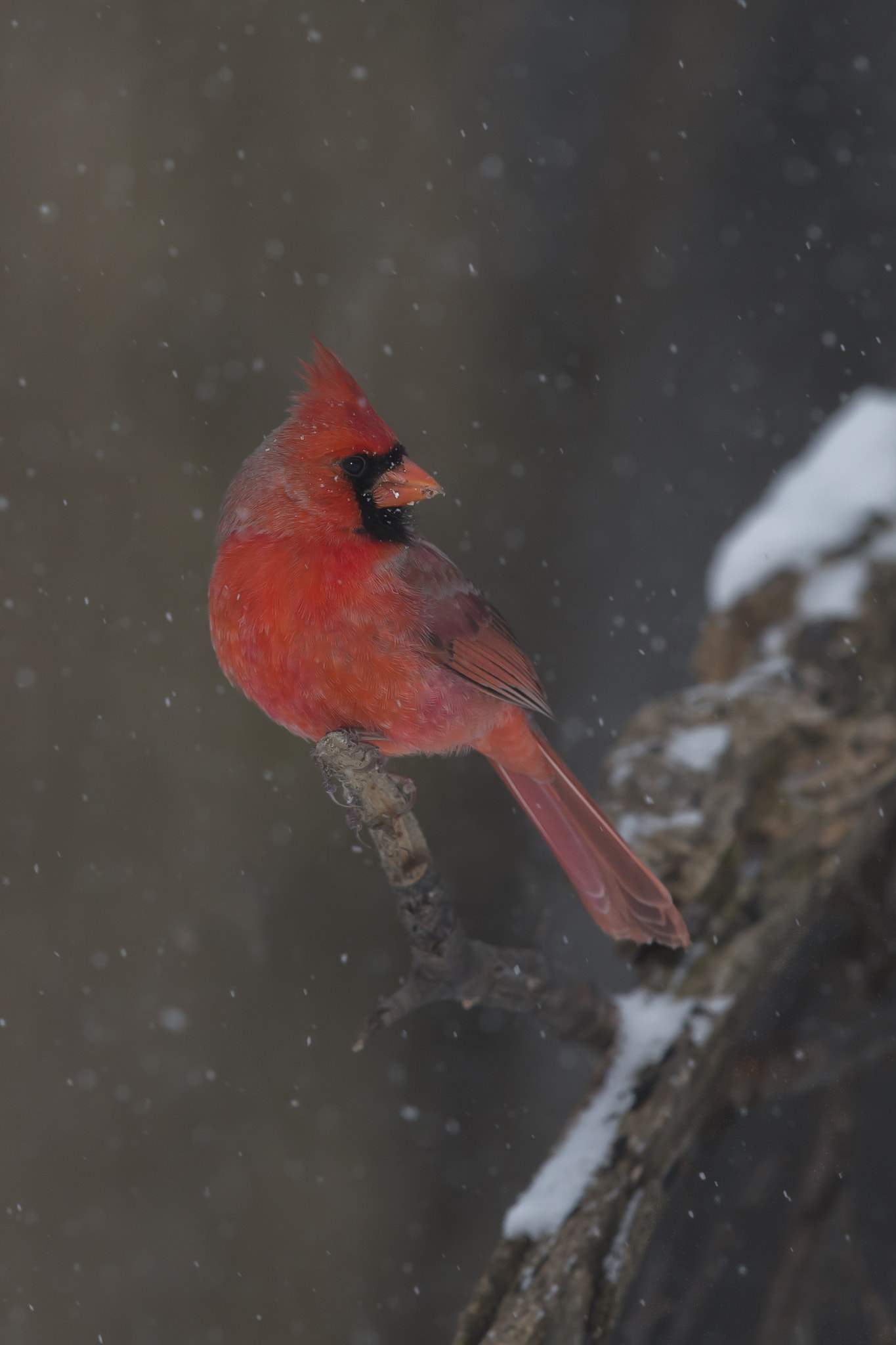 Canon EF 600mm F4L IS II USM sample photo. Northern cardinal photography
