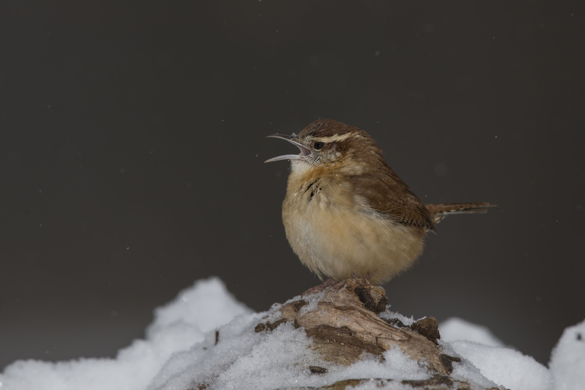 Canon EF 600mm F4L IS II USM sample photo. Carolina wren photography
