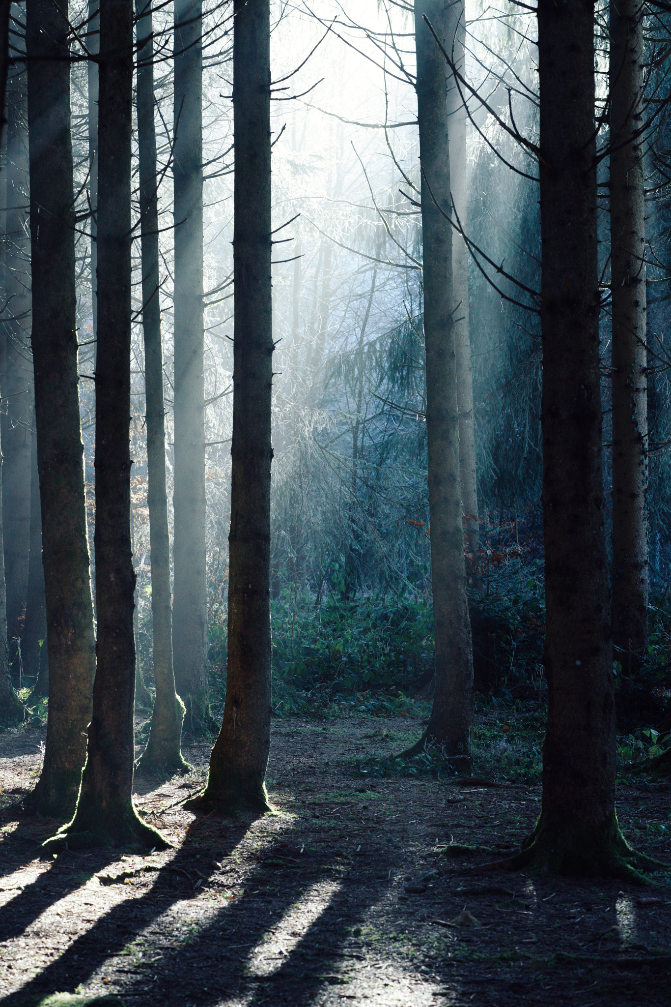 Sony FE 90mm F2.8 Macro G OSS sample photo. Somewhere in the magical forest photography