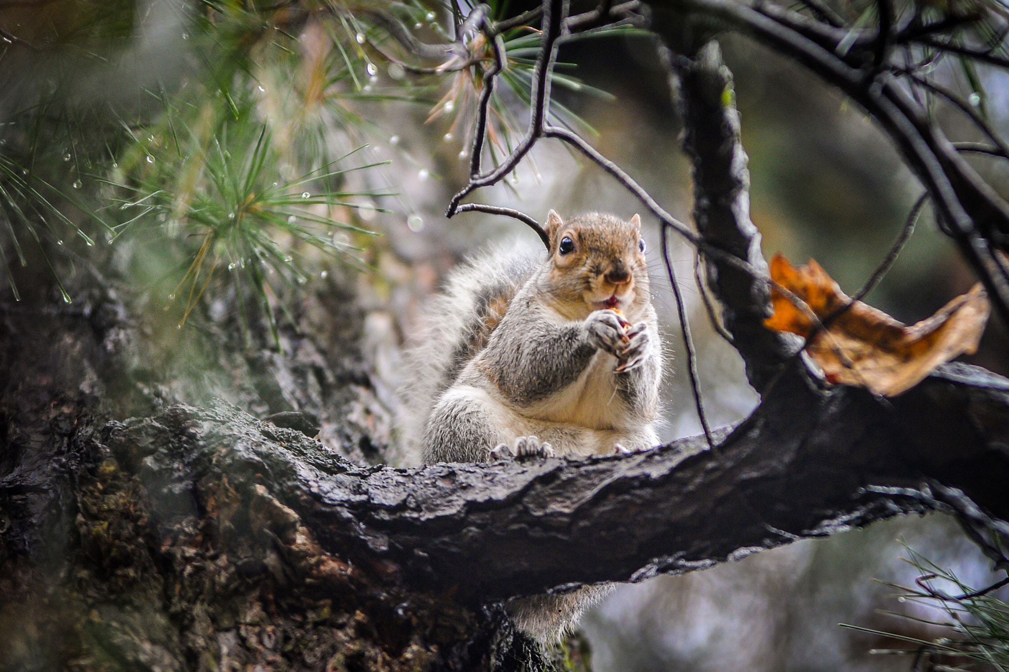 Nikon AF-Nikkor 80-200mm F2.8D ED sample photo. Squirrel photography