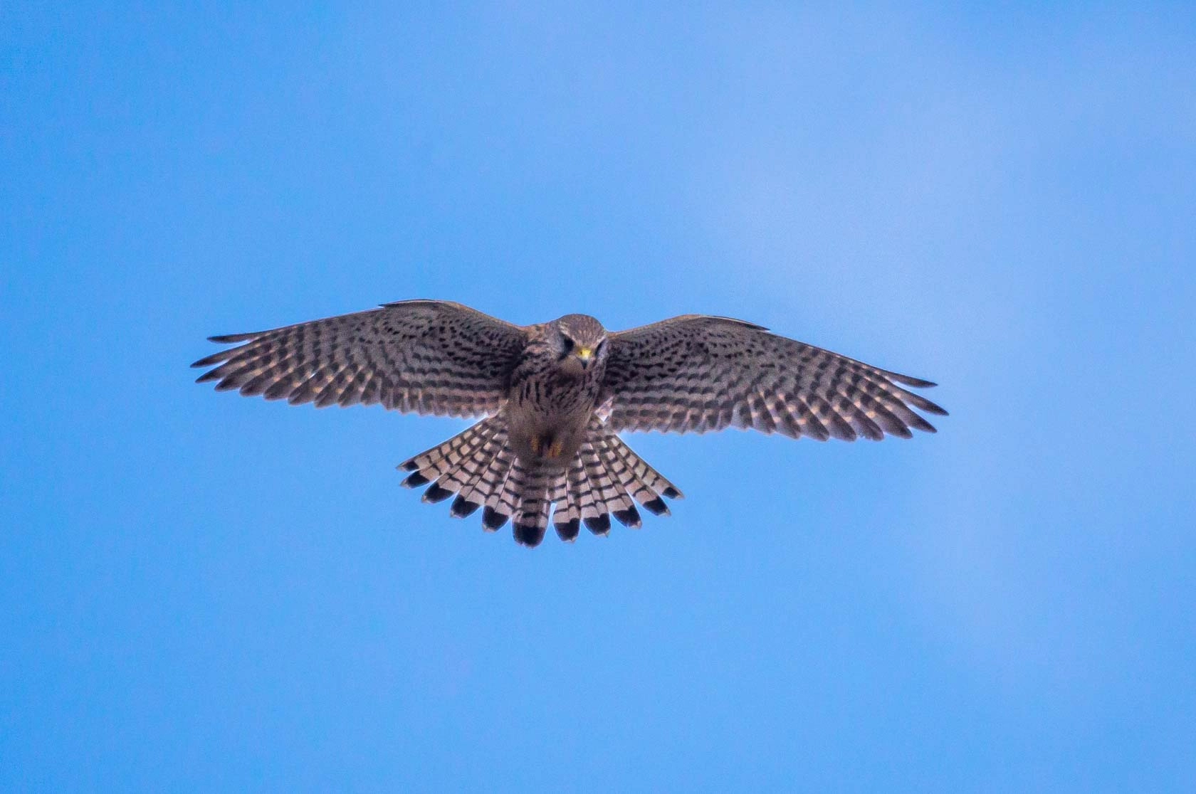 Sony a6000 + Sony 500mm F8 Reflex sample photo. Common kestrel, torenvalk, belgie photography