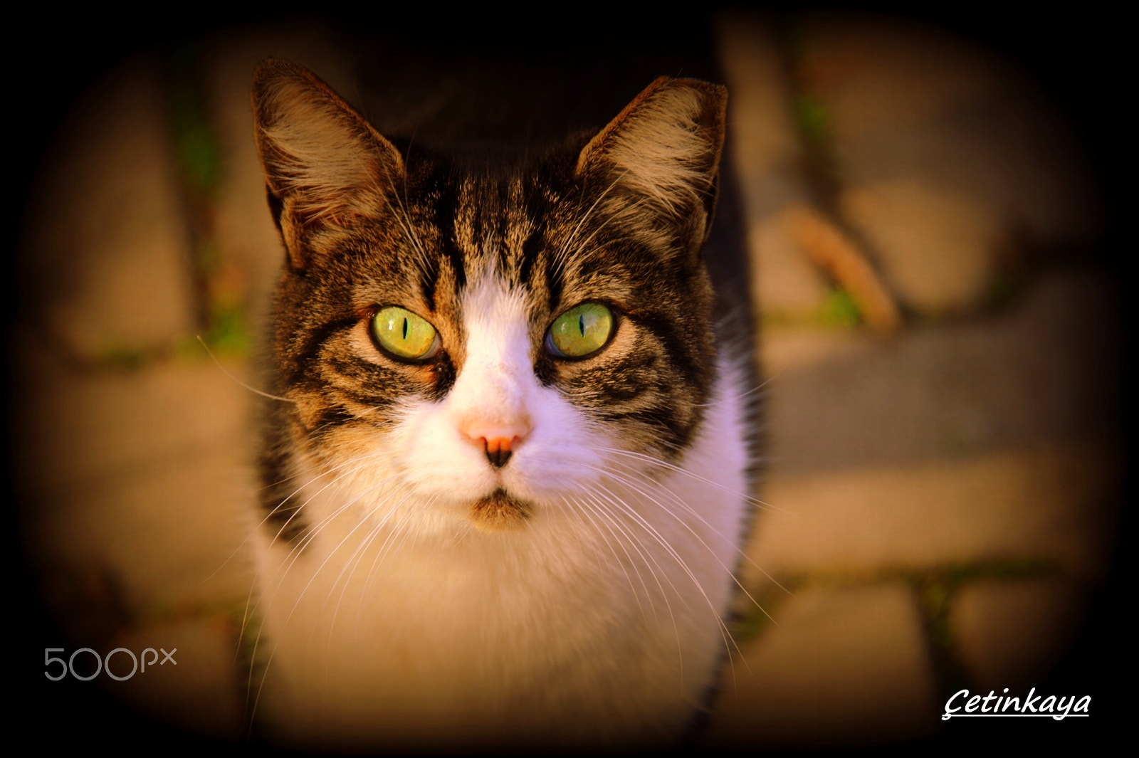 Nikon D3 sample photo. ın your eyes photography