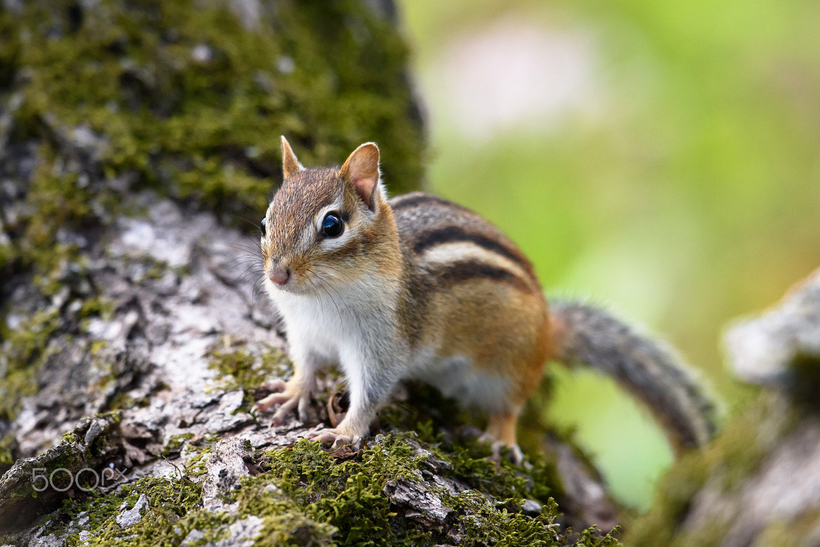 Nikon AF-S Nikkor 500mm F4E FL ED VR sample photo. Chipmunk photography