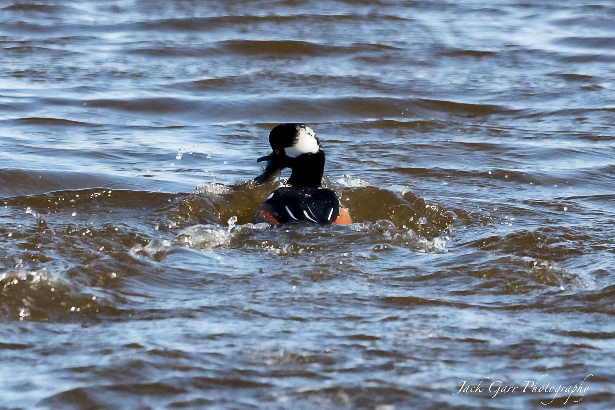 Canon EOS 5DS sample photo. Hooded merganser with fish photography