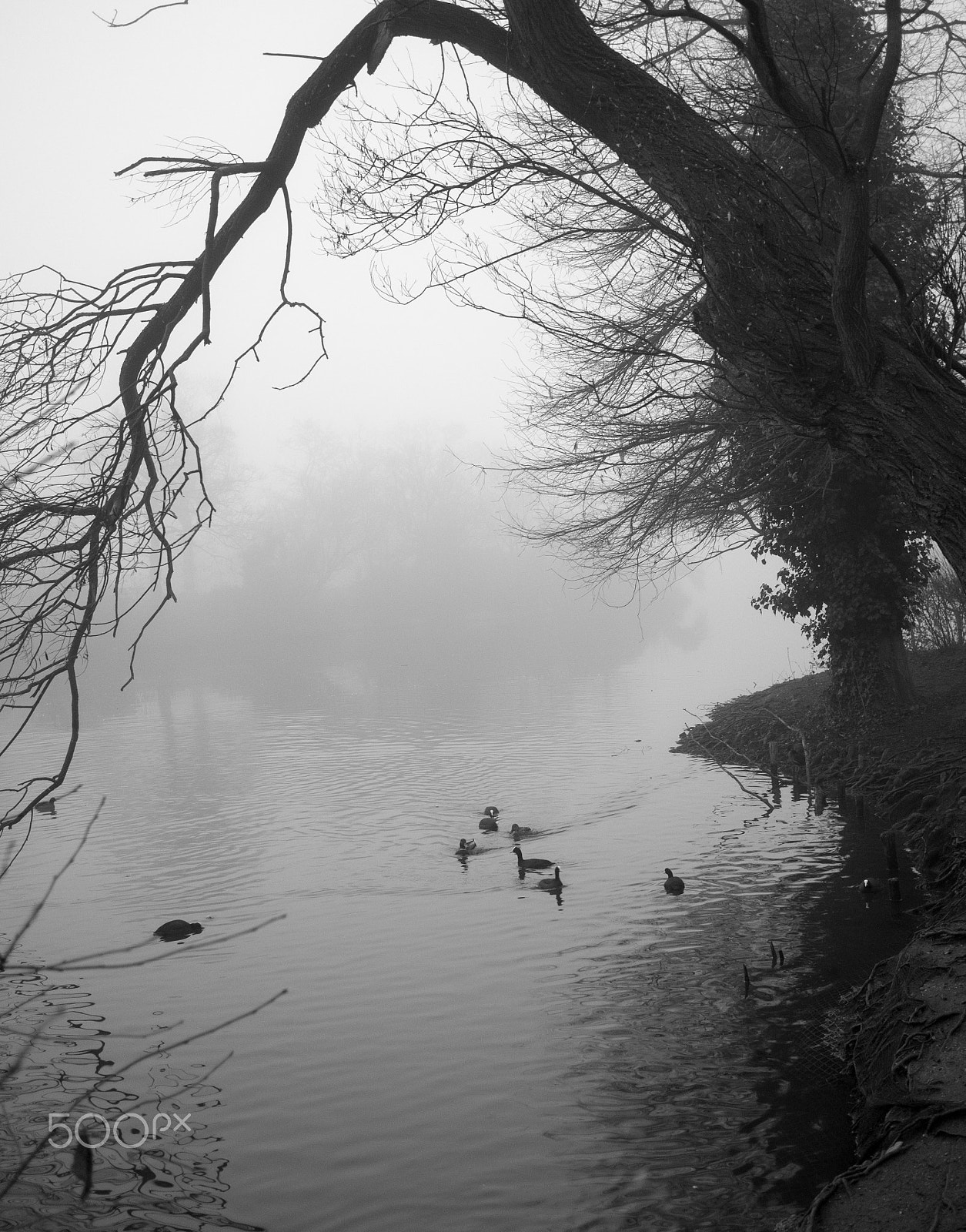 Panasonic Lumix DMC-G7 + LUMIX G 20/F1.7 II sample photo. Foggy day bw photography