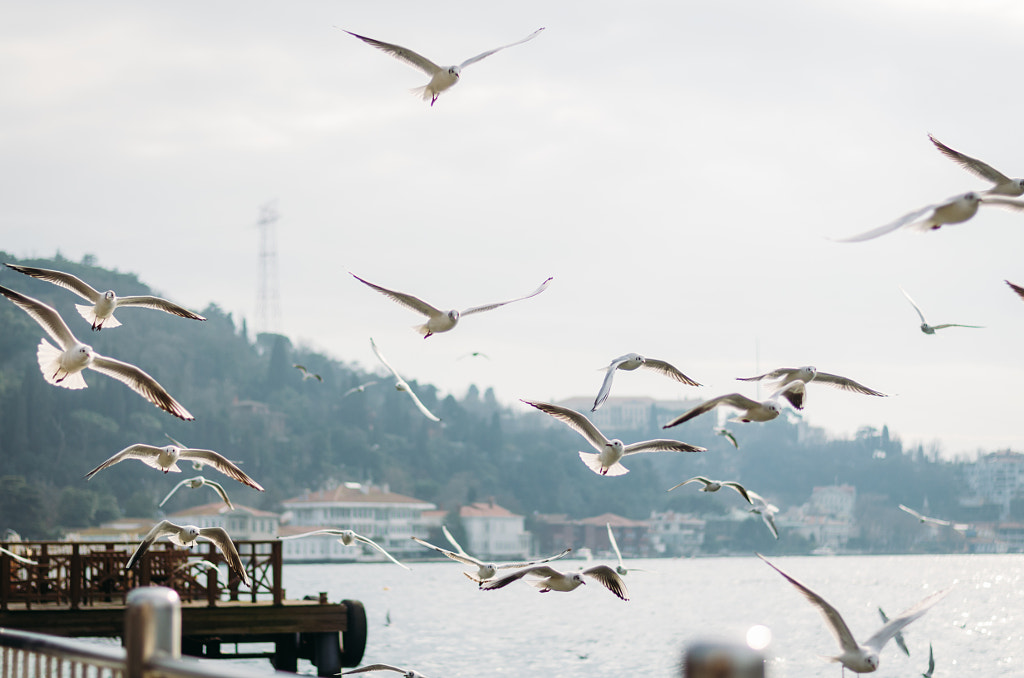 Birds from Istanbul by Lorenzo G. on 500px.com