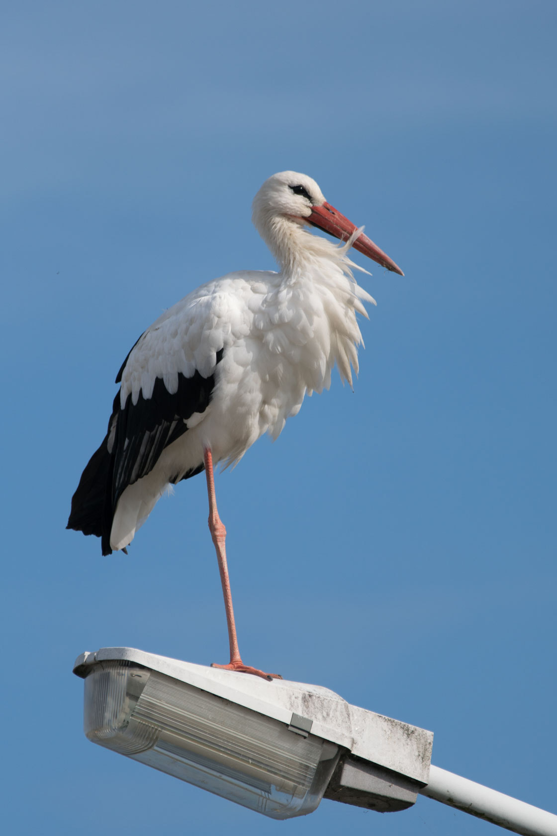 Sony 70-300mm F4.5-5.6 G SSM sample photo. Stork, ooievaar, cadzand photography