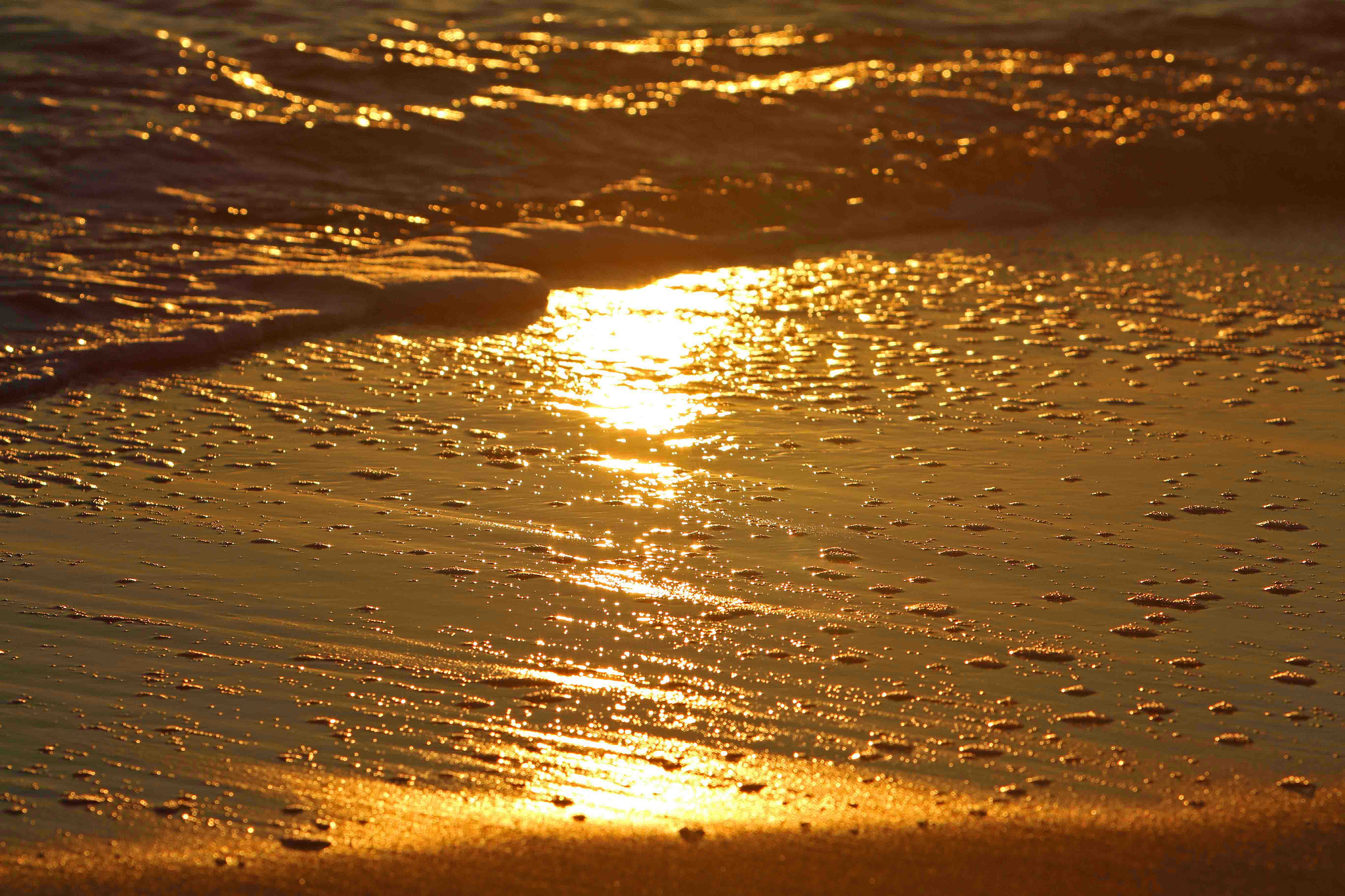 Canon EF 70-200mm F2.8L IS USM sample photo. Golden morning photography