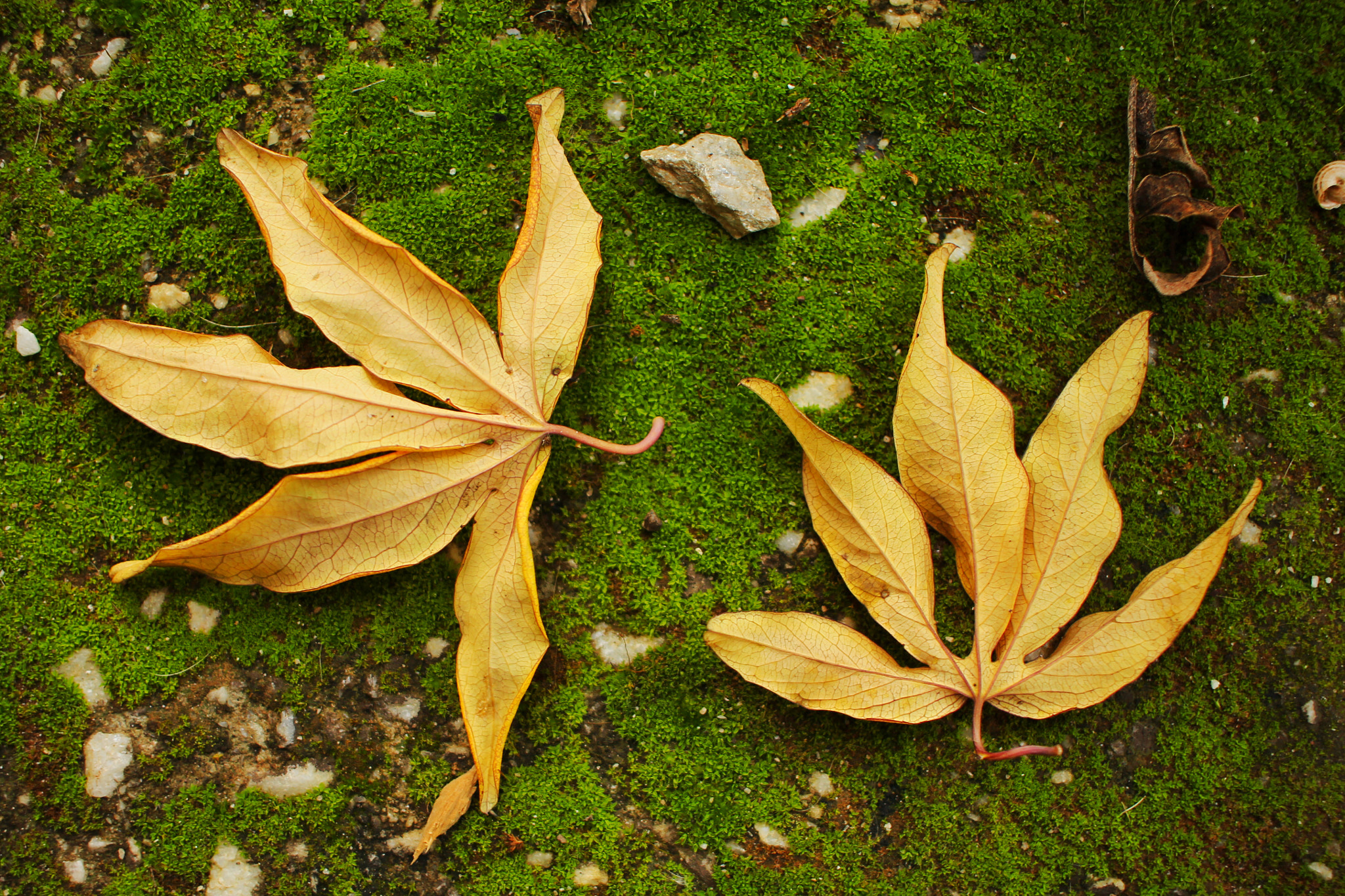Canon EF-S 24mm F2.8 STM sample photo. Fallen leaves photography