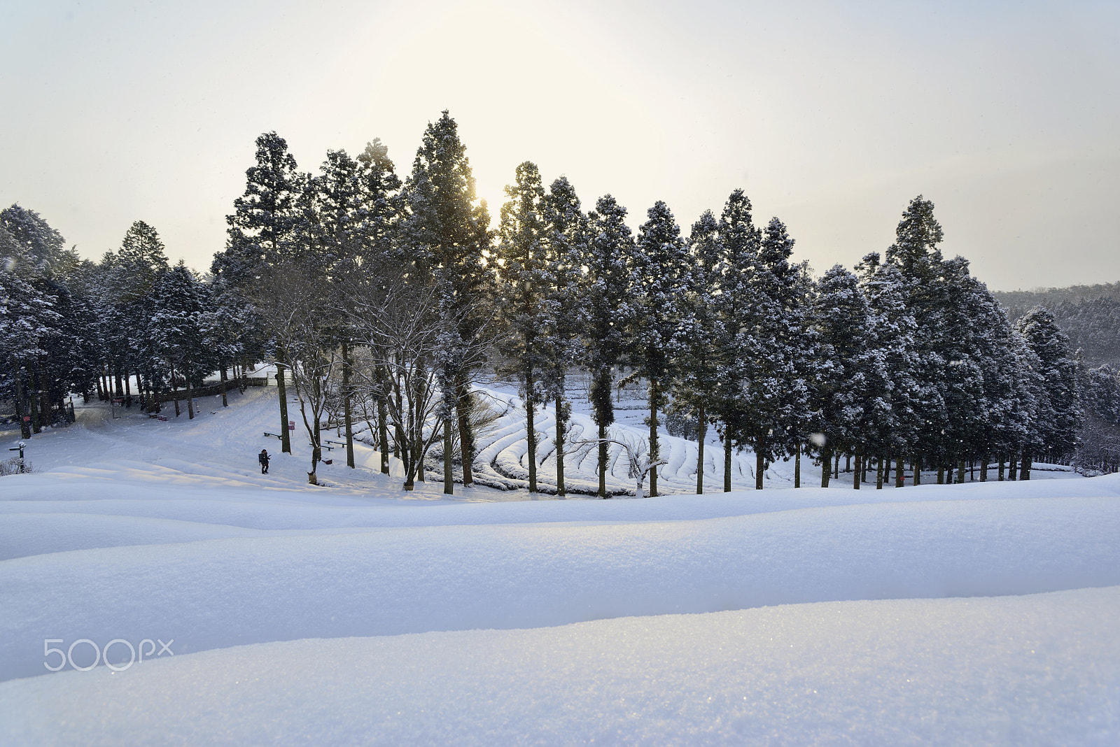 Nikon AF-S Nikkor 17-35mm F2.8D ED-IF sample photo. Winter in the green tea field photography