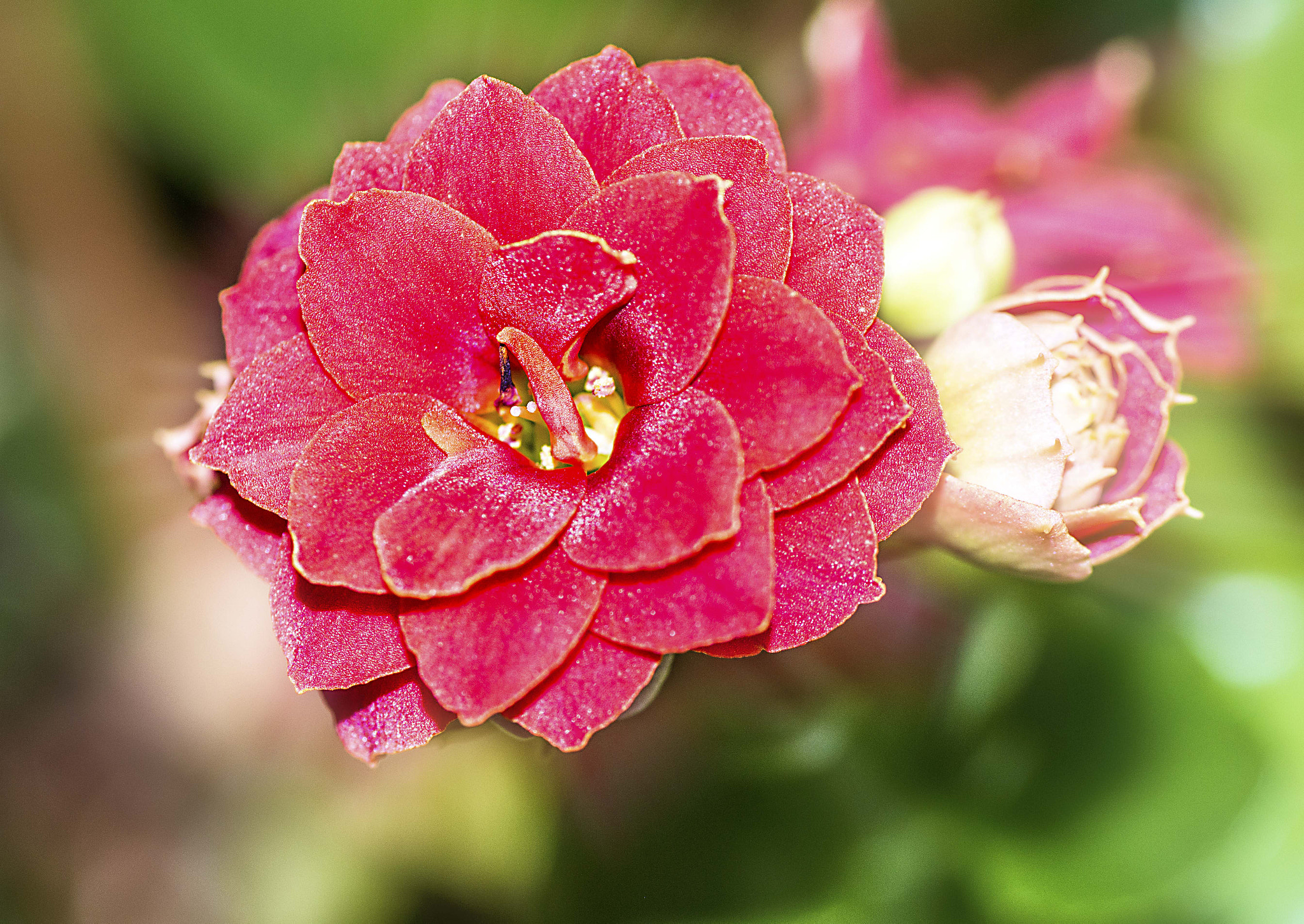 Nikon D3200 sample photo. Цветок photography
