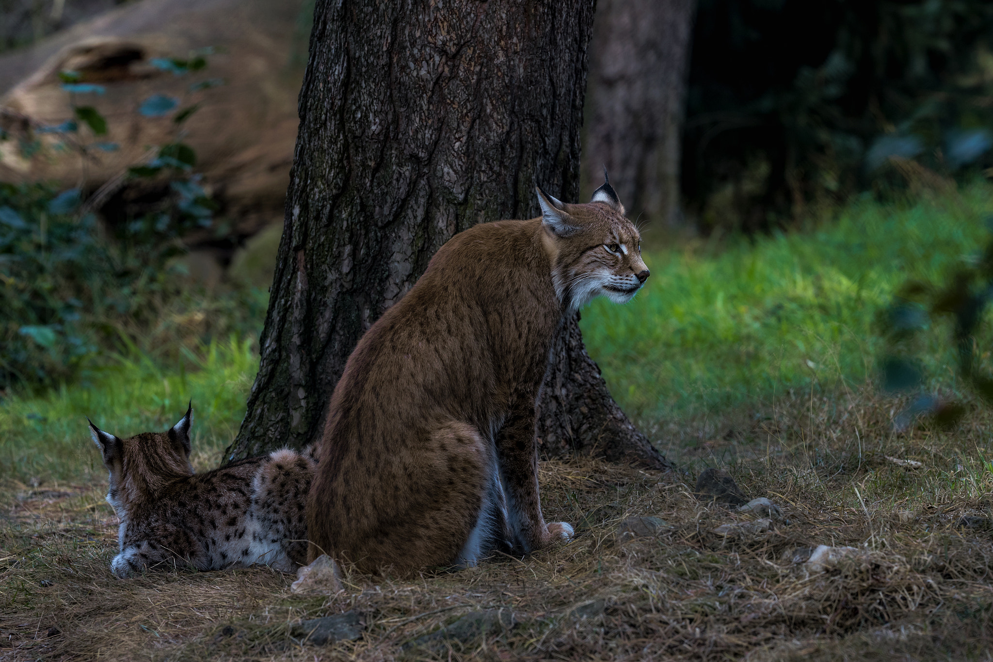 Canon EOS-1D X Mark II + Canon EF 200mm F2L IS USM sample photo. Father and son... photography