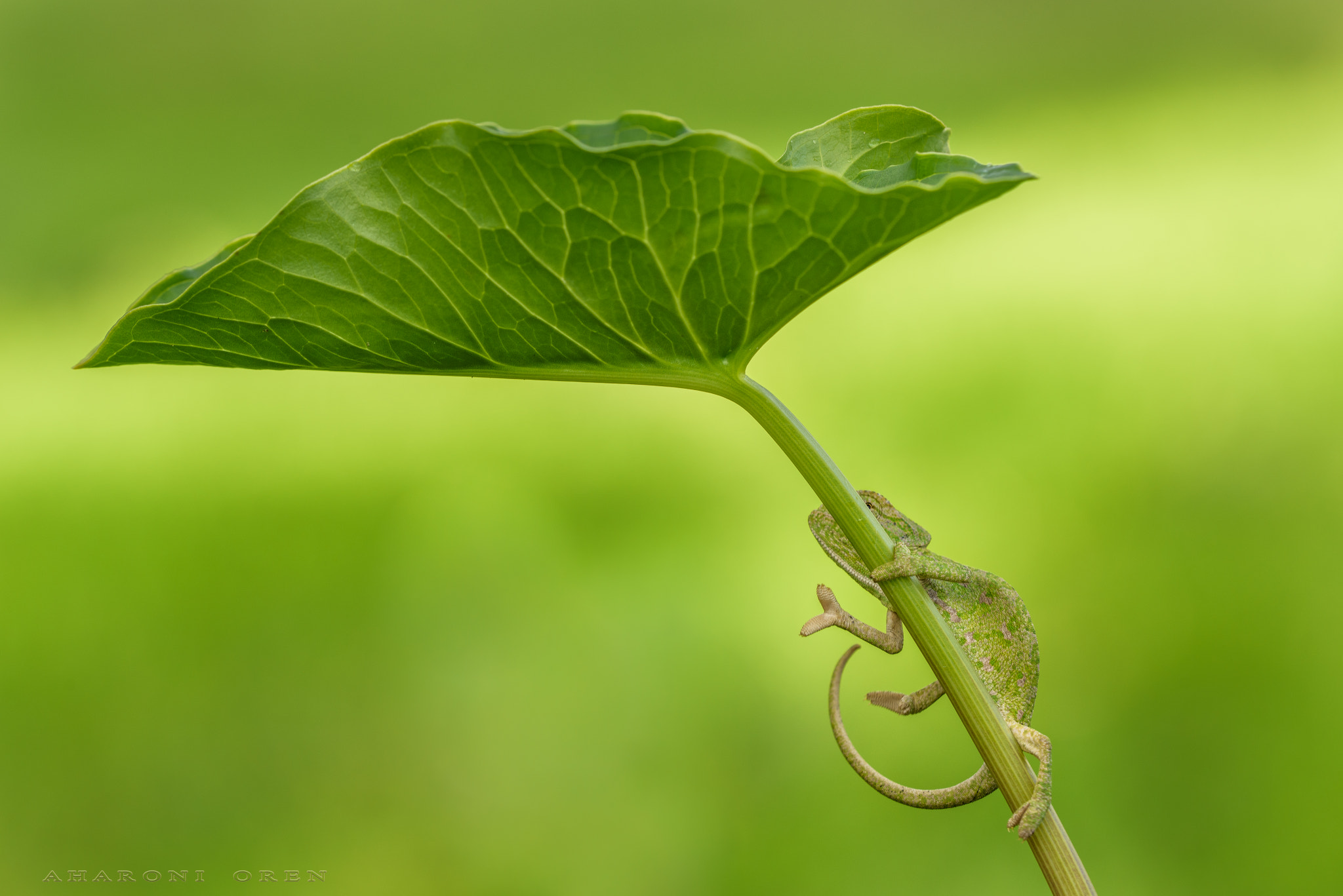 Sigma 150mm F2.8 EX DG OS Macro HSM sample photo. Dsc photography