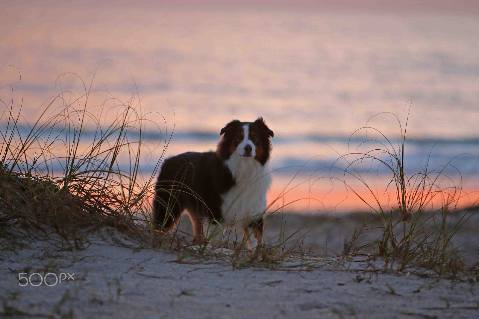 Canon EF 70-200mm F2.8L IS USM sample photo. Watchful morning photography