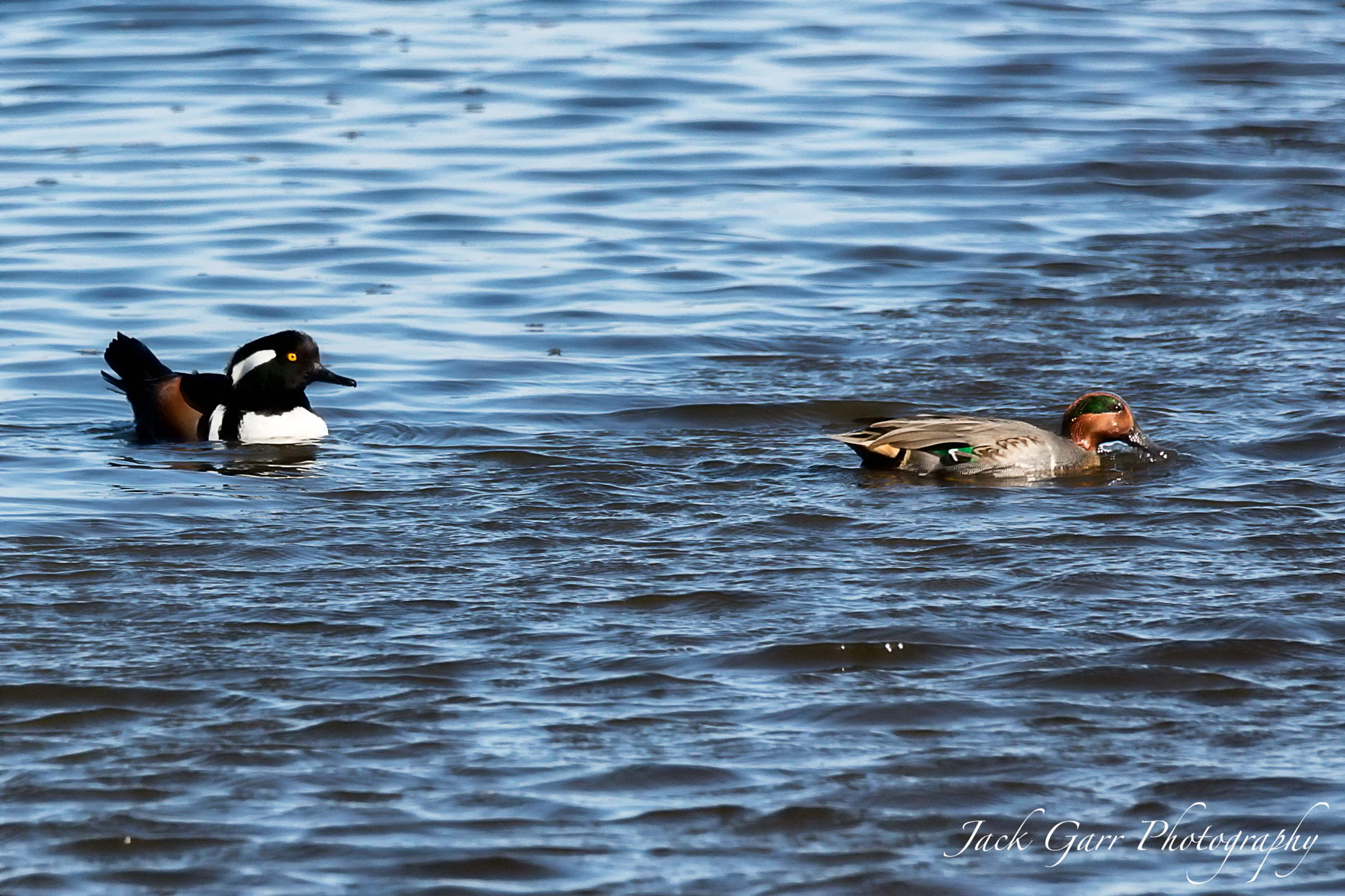 Canon EOS 5DS + 150-600mm F5-6.3 DG OS HSM | Sports 014 sample photo. Hooded merganser and green winged teal photography