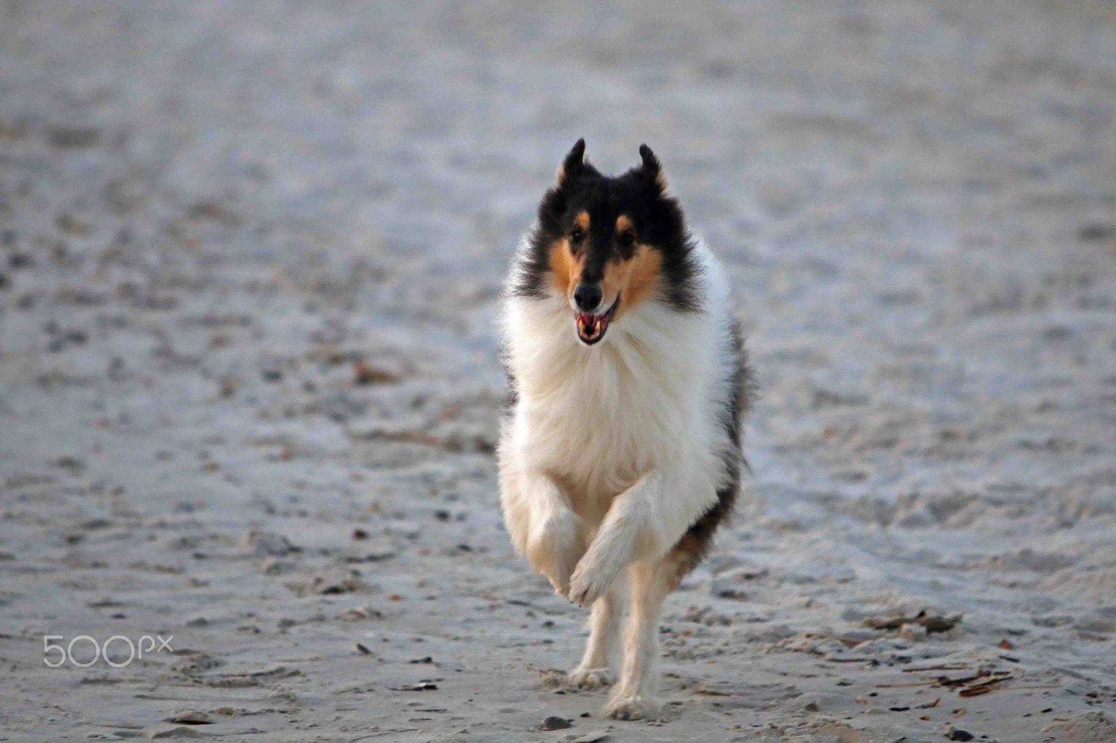 Canon EF 70-200mm F2.8L IS USM sample photo. Running for joy photography