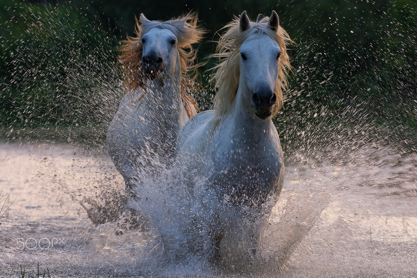 Nikon D7200 + Nikon AF-S Nikkor 300mm F2.8G ED-IF VR sample photo. è come se volassi photography