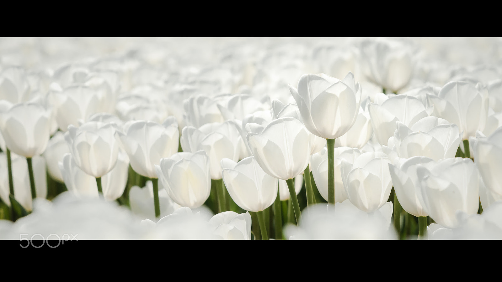 Sony Alpha DSLR-A900 + Minolta/Sony AF 70-200mm F2.8 G sample photo. White tulip field in holland photography