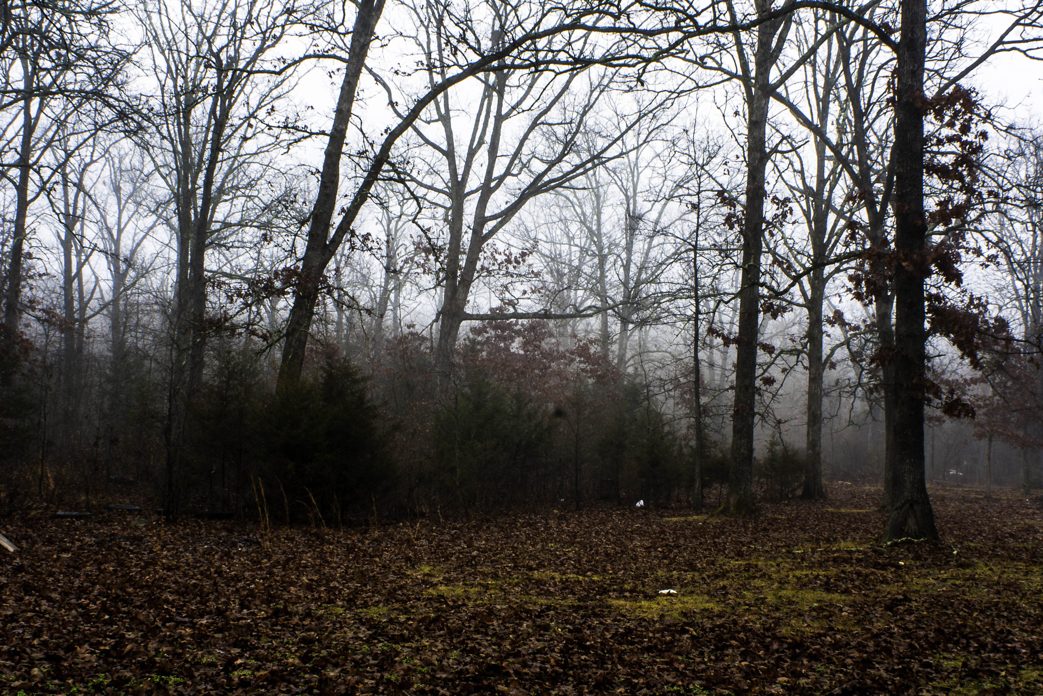 Canon EF 28-80mm f/3.5-5.6 sample photo. Foggy morning. photography