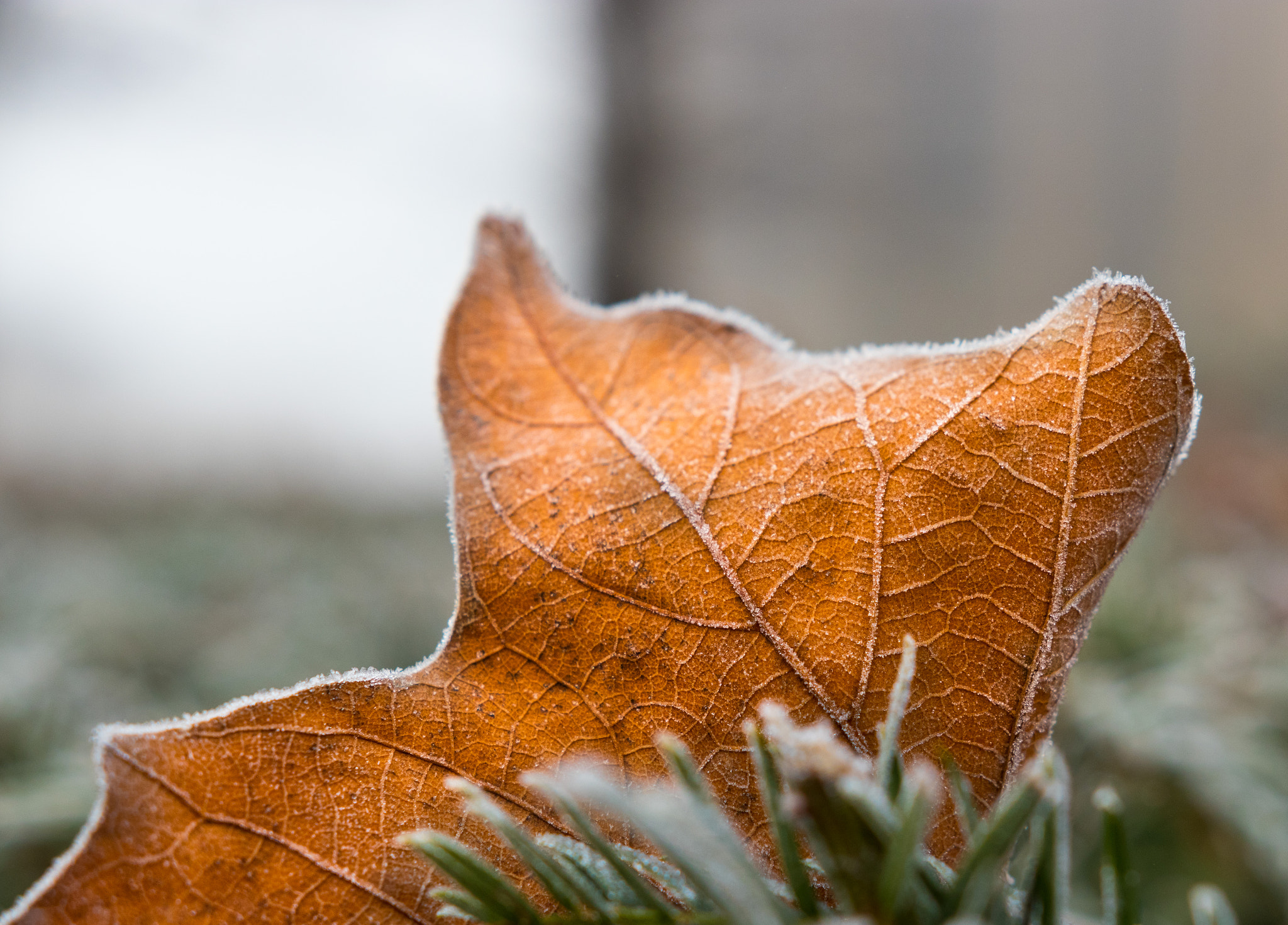 Canon EOS 80D + Sigma 18-35mm f/1.8 DC HSM sample photo. Frost photography