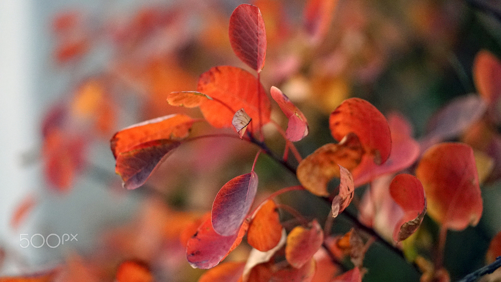 Sony a7S II + Sony FE 90mm F2.8 Macro G OSS sample photo. Warm embrace photography