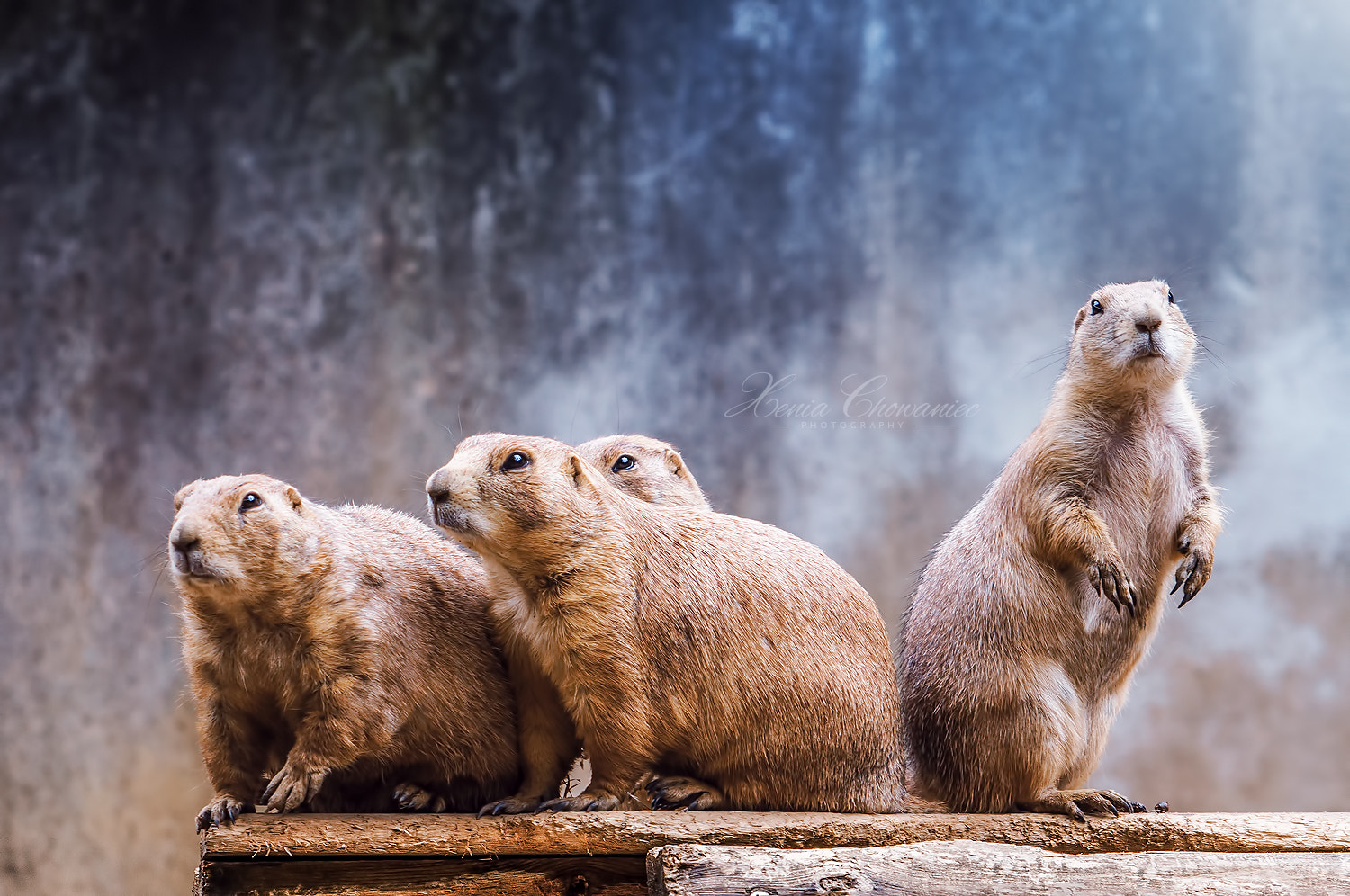 Canon EF 55-200mm F4.5-5.6 II USM sample photo. Four prairie dogs photography