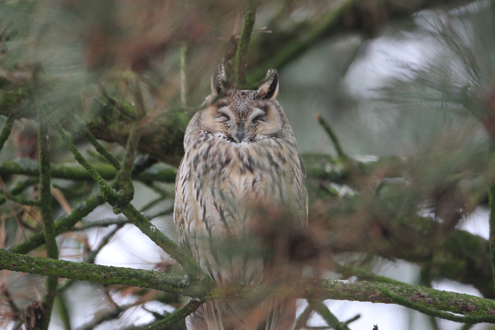 Canon EOS 550D (EOS Rebel T2i / EOS Kiss X4) + Canon EF 500mm F4L IS USM sample photo. [] photography