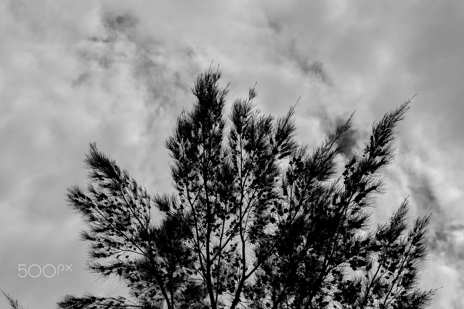 Canon EF 85mm F1.8 USM sample photo. I call this "the tree portrait" photography