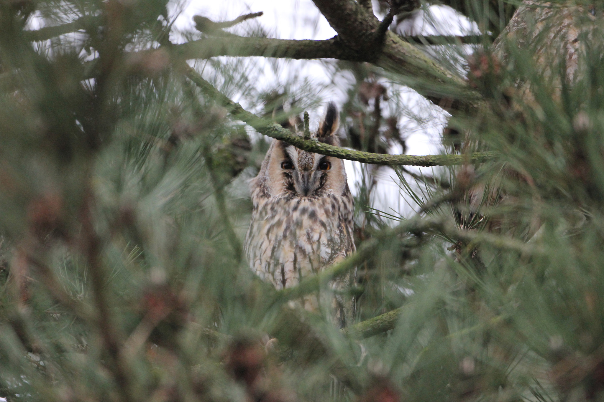 Canon EF 500mm F4L IS USM sample photo. [] photography