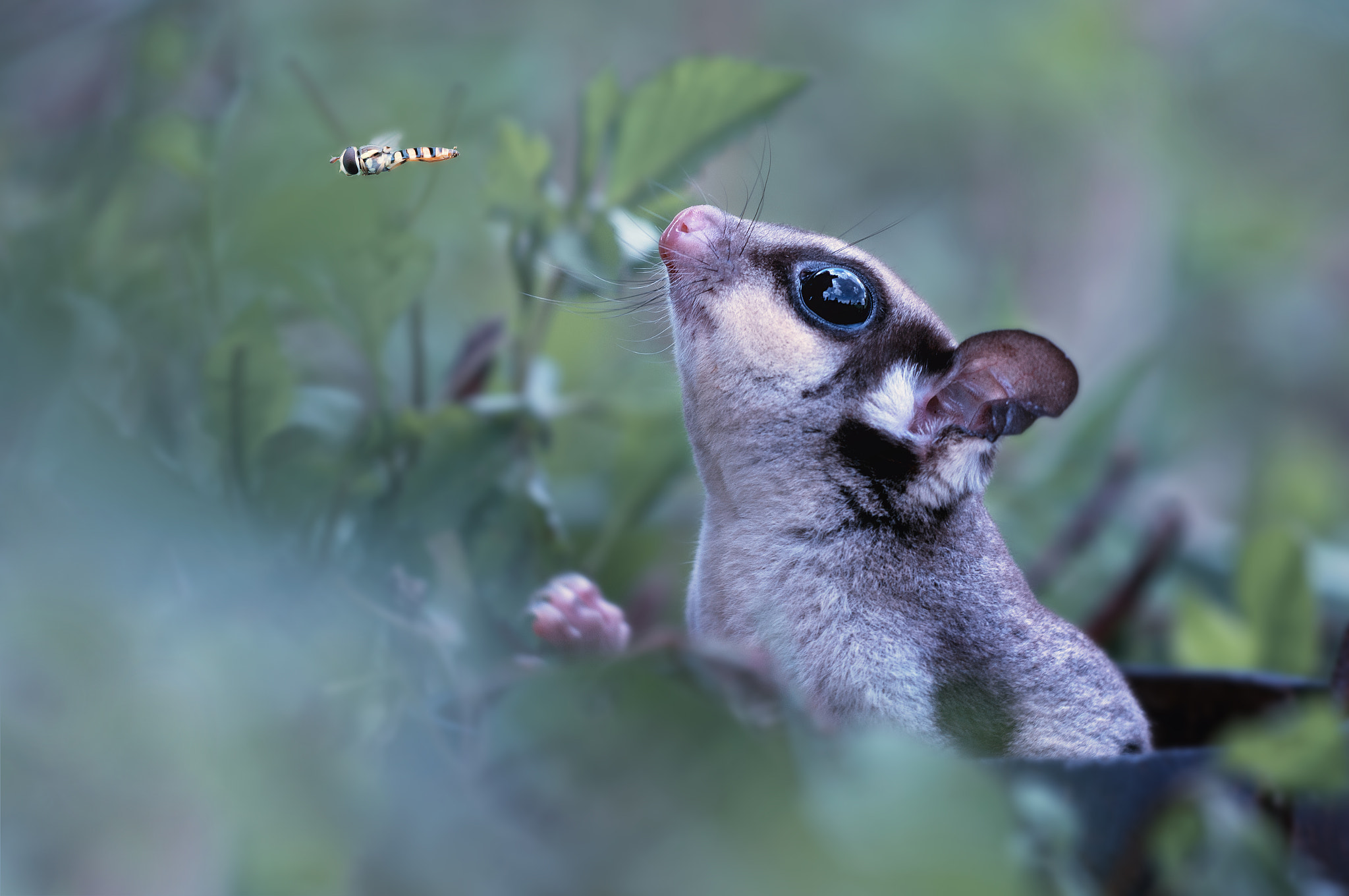 Nikon D90 + Sigma 150mm F2.8 EX DG Macro HSM sample photo.  a bee is passing on the sugar glidar photography