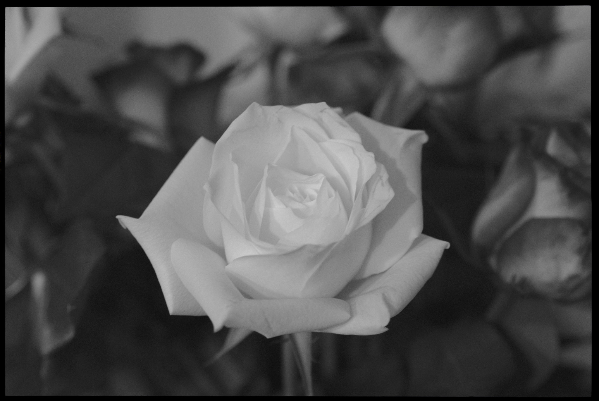 Nikon D200 + Sigma 18-50mm F2.8 EX DC sample photo. White rose photography