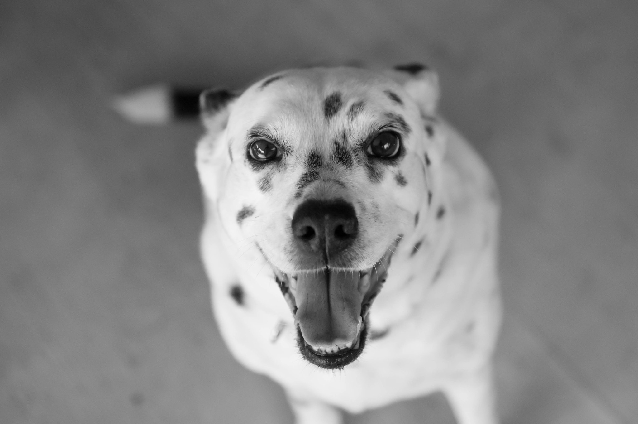 Nikon D5000 sample photo. Happy dog photography