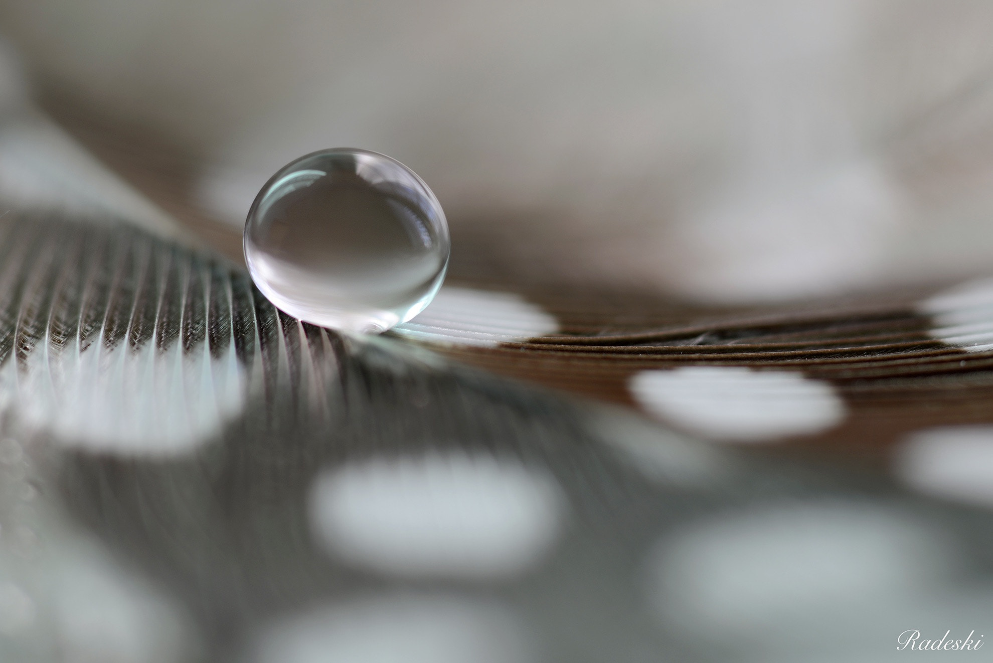 Nikon D800E + Nikon AF Micro-Nikkor 60mm F2.8D sample photo. Drop on feather photography