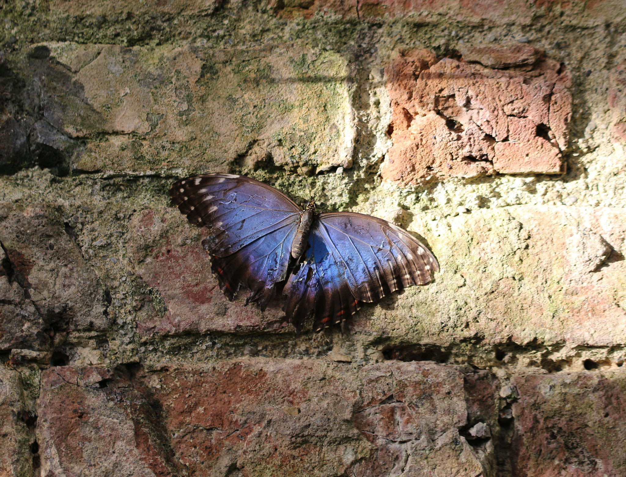 Canon EOS 100D (EOS Rebel SL1 / EOS Kiss X7) sample photo. Texture, the ravaged wings of the butterfly mirror the weather beaten brickwork photography