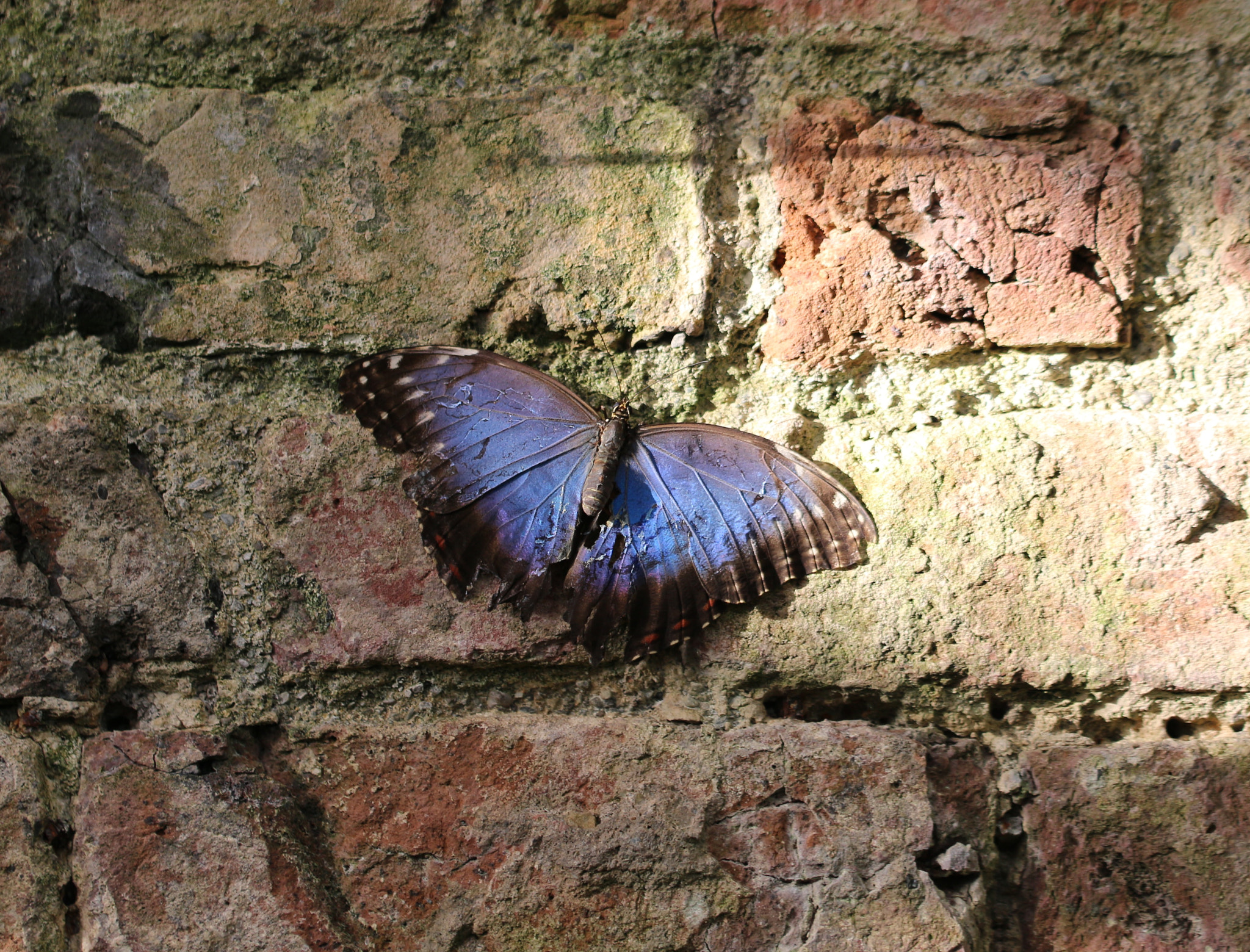 Canon EF 100mm F2.8L Macro IS USM sample photo. Texture, the ravaged wings of the butterfly mirror the weather beaten brickwork photography
