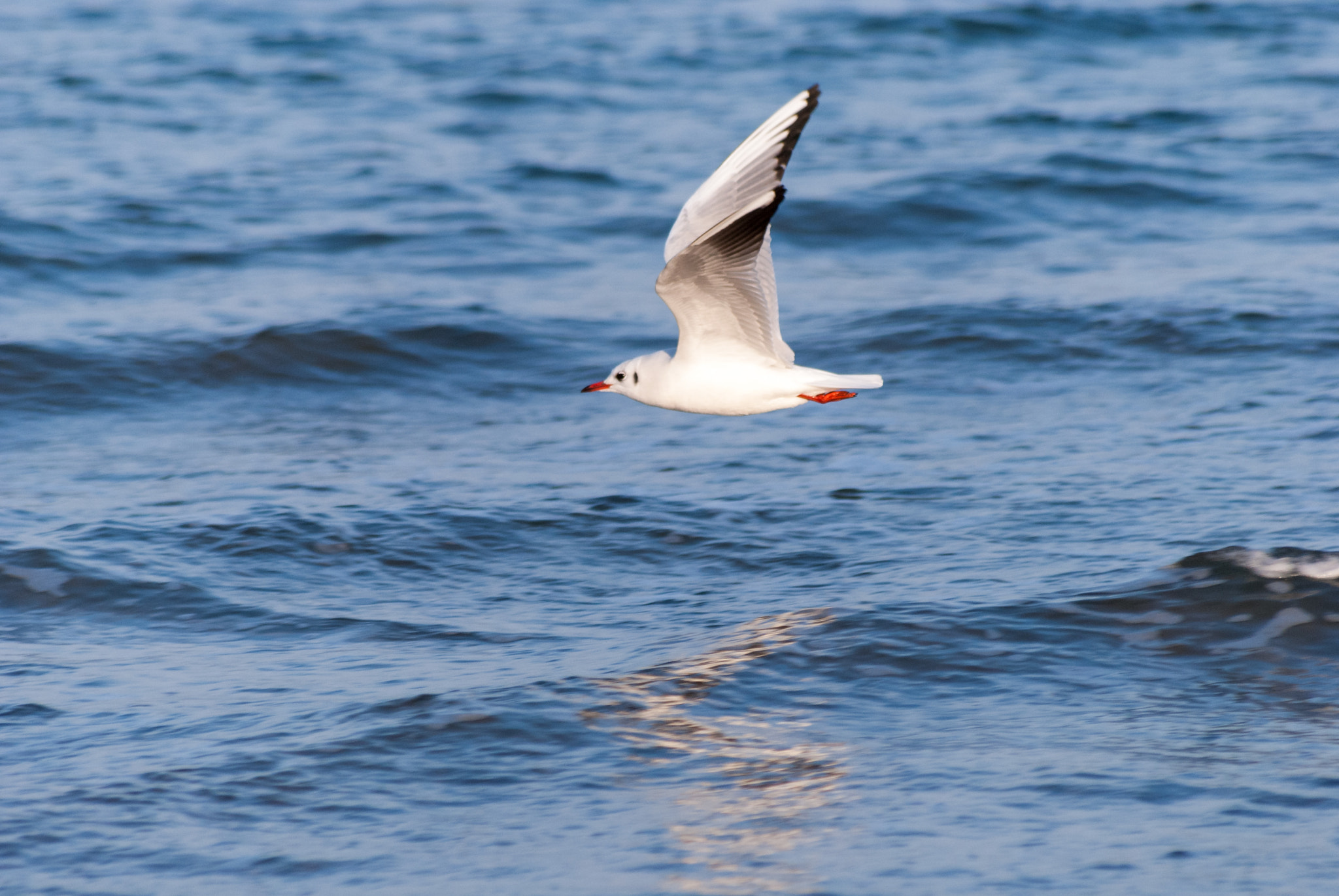Sigma 70-300mm F4-5.6 APO DG Macro sample photo. Gulls in rimini 1 photography